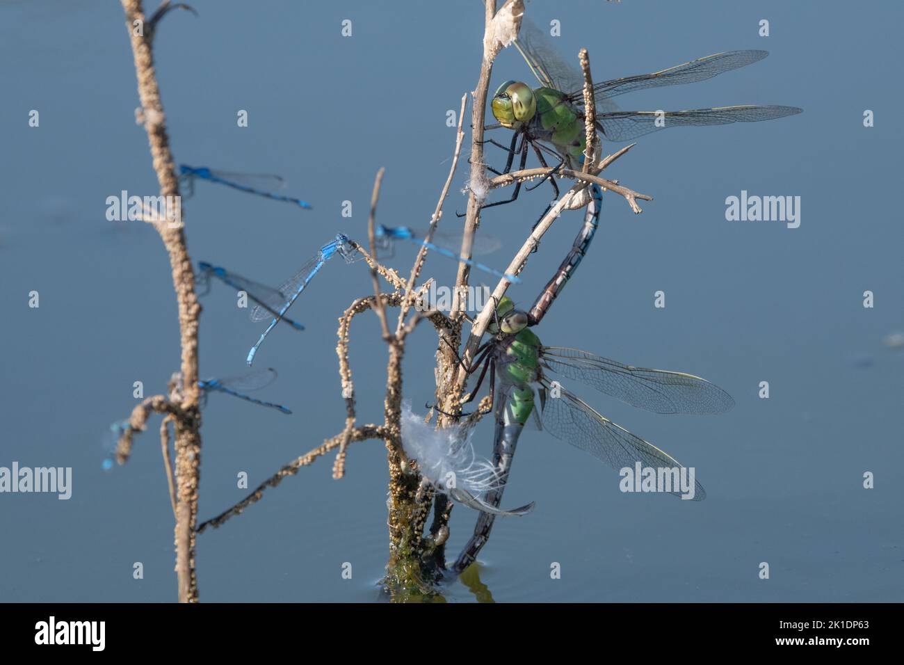 bluet Damselflies e darner verde comune (Anax junius) accoppiamento su un ramoscello in uno stagno in California, Stati Uniti. Foto Stock