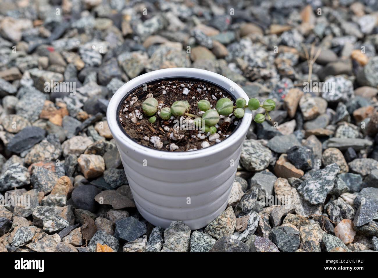 Piante di perle a corde variegate - Senecio rowleyanus primo piano di piante variegate Foto Stock