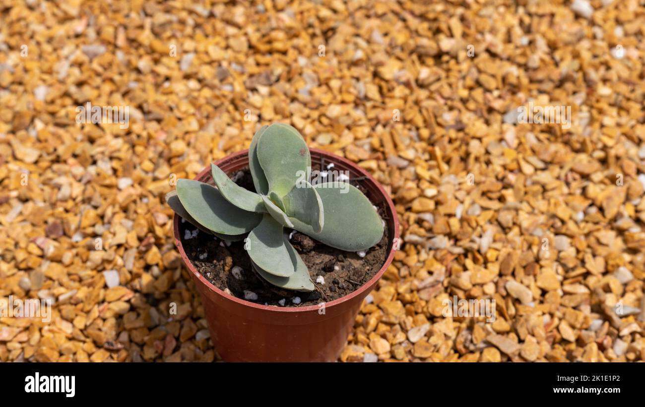 Crassula ‘Morgan’s Beauty’ splendida e succulenta in vaso di plastica Foto Stock