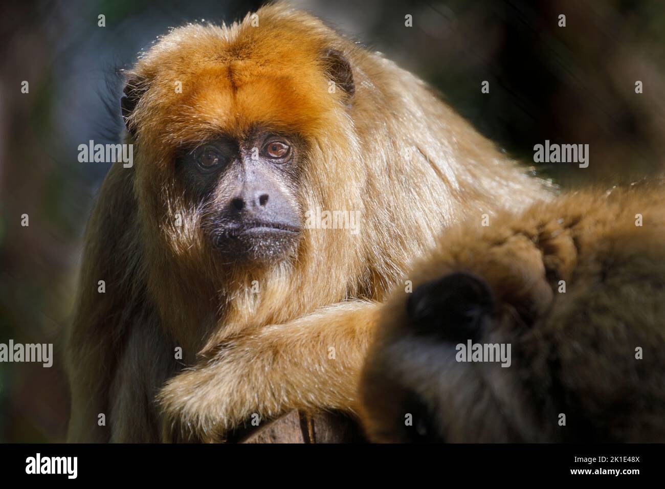 Scimmia sedersi a guardare con occhi tristi, Pantanal, Brasile Foto Stock