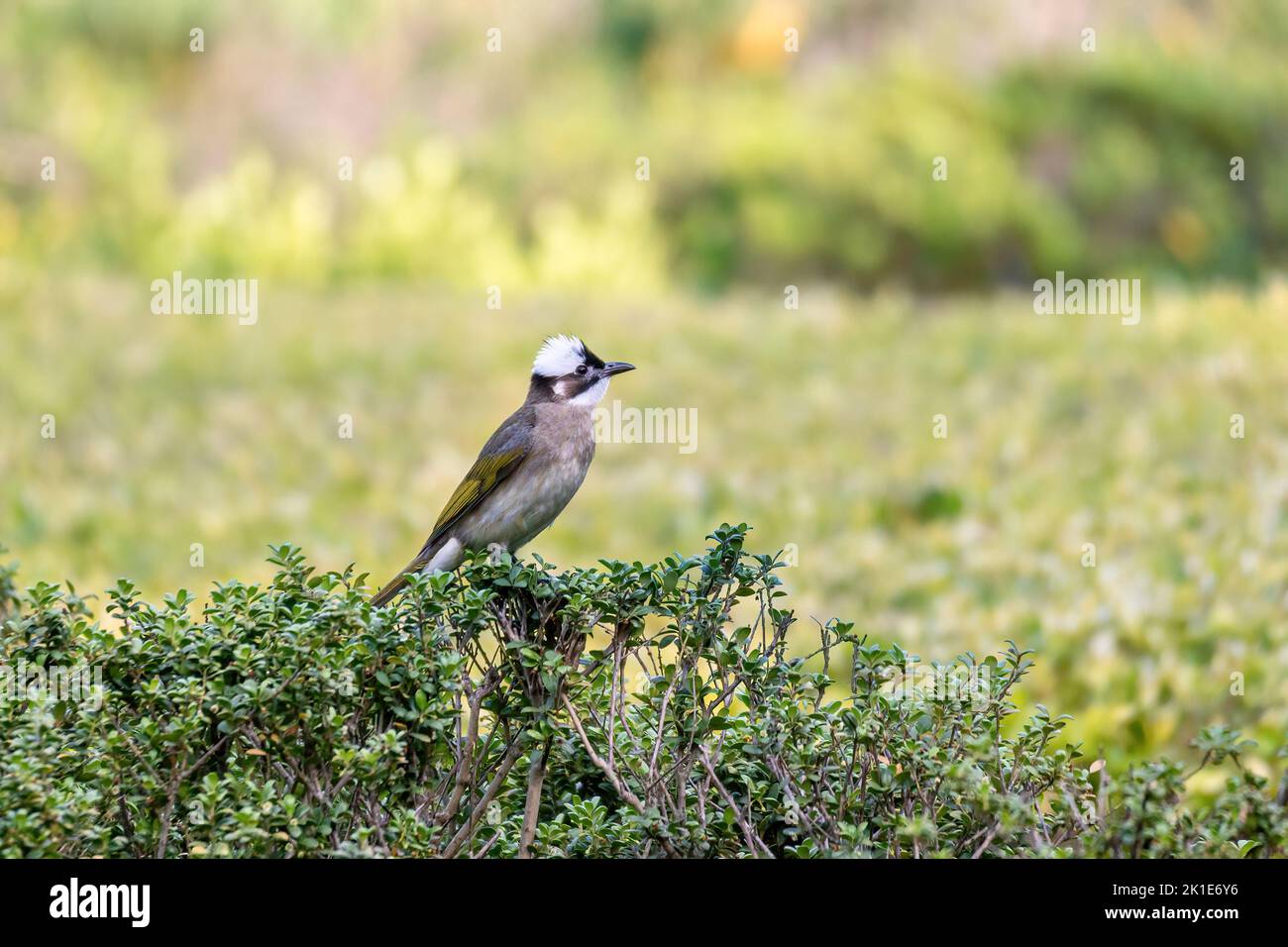 Primo piano di un bulbo (cinese) con luce ventilata (Pycnonotus sinensis) seduto in un albero durante la primavera del giorno di sole Foto Stock