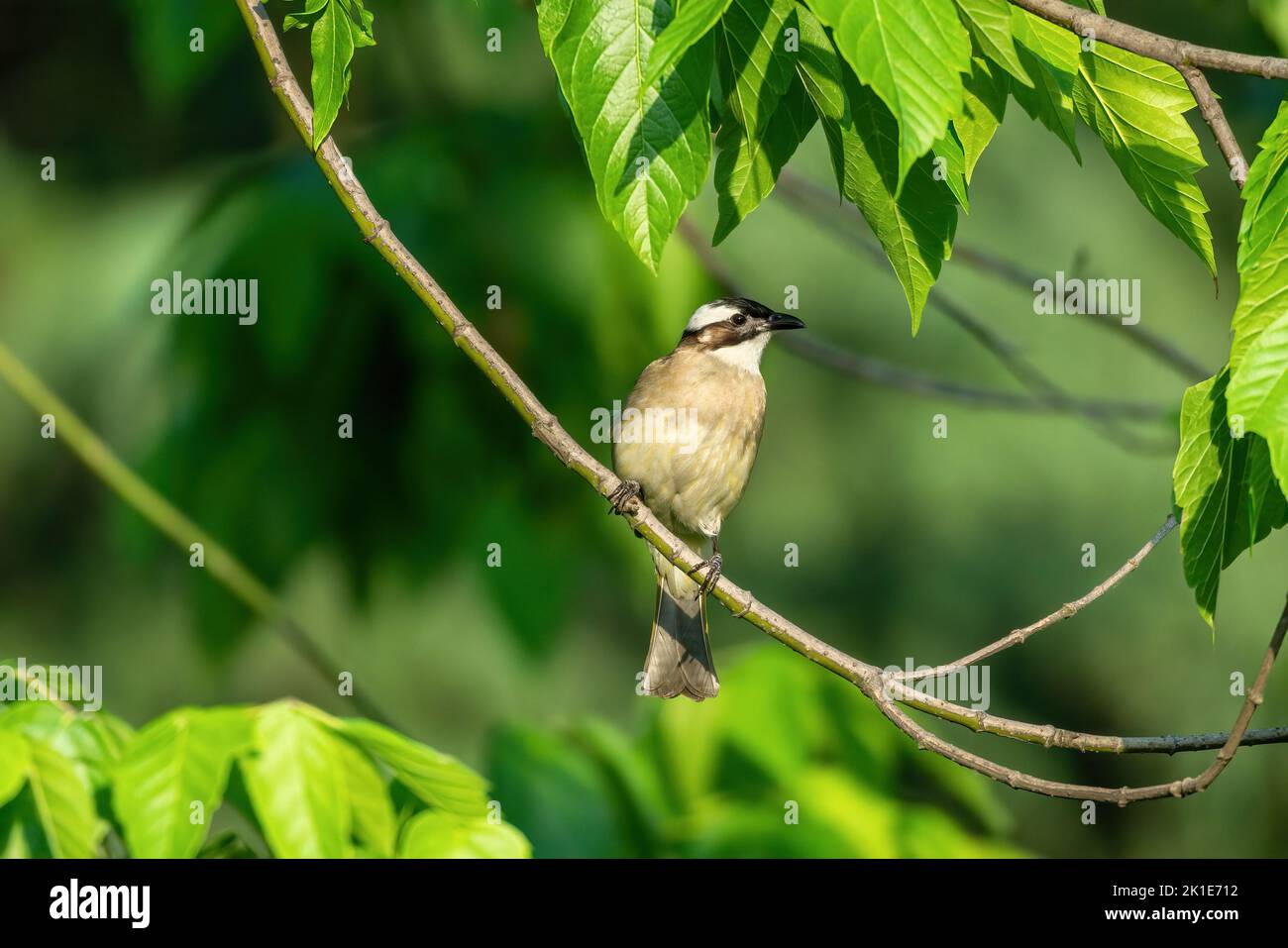 Primo piano di un bulbo (cinese) con luce ventilata (Pycnonotus sinensis) seduto in un albero durante la primavera del giorno di sole Foto Stock