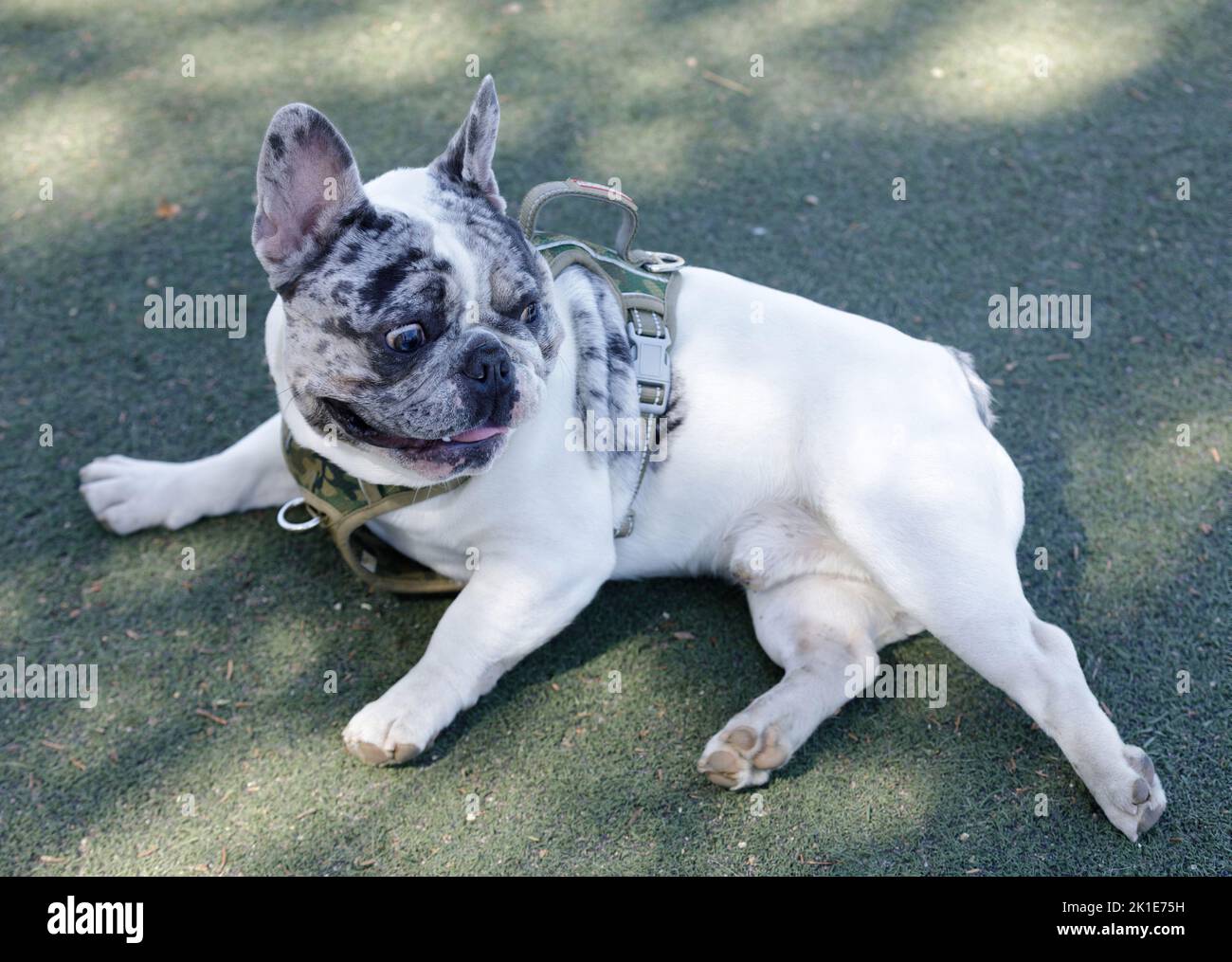 10 mesi-Vecchio Blue Merle White Pied Frenchie maschio sdraiato e guardando indietro. Parco per cani fuori dal guinzaglio nella California settentrionale. Foto Stock