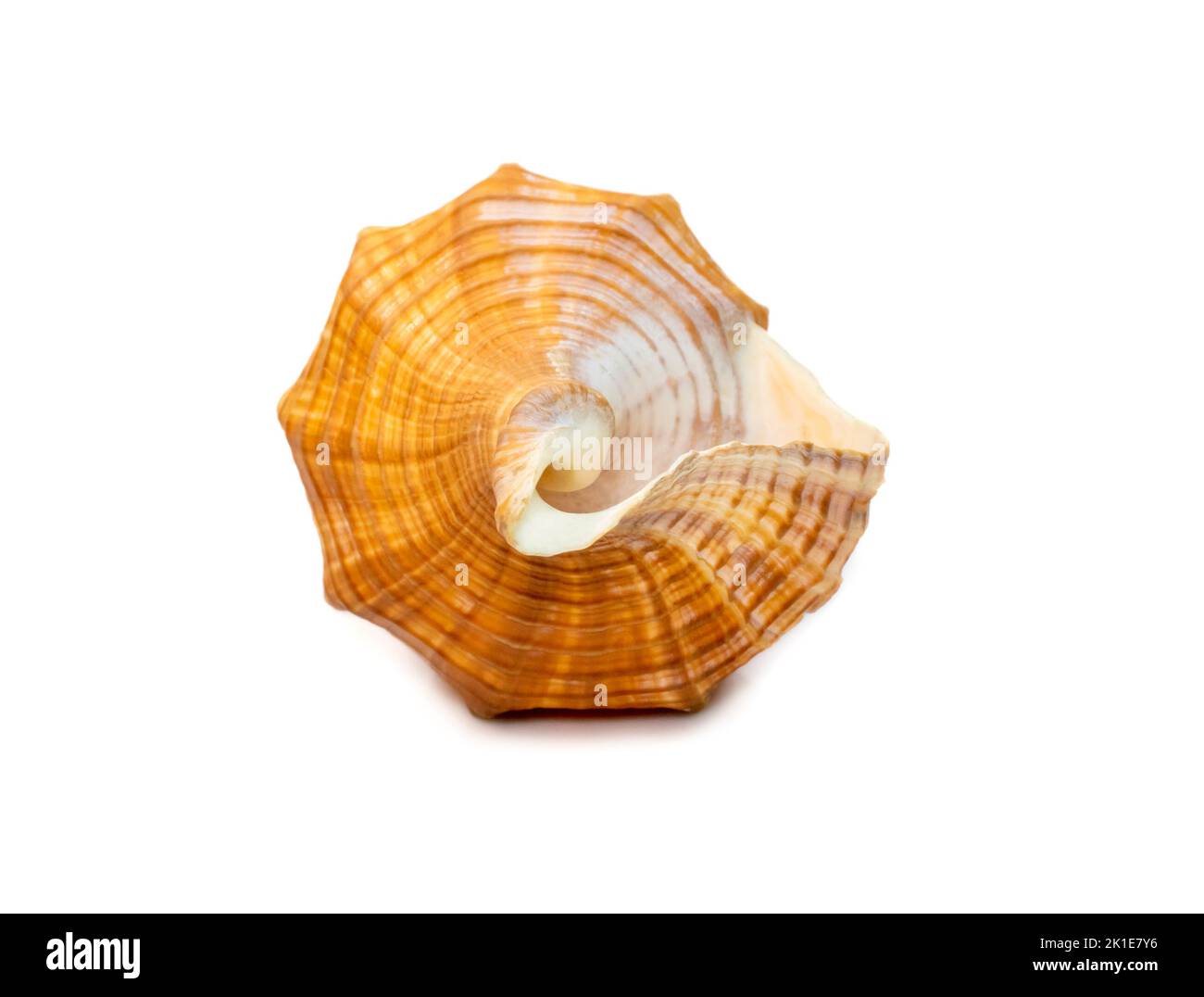Immagine di trapezio Cavallo Conch / Striped Fox Conch Seashell (Pleuroploca trapezio) isolato su sfondo bianco. Animali sottomarini. Conchiglie di mare. Foto Stock