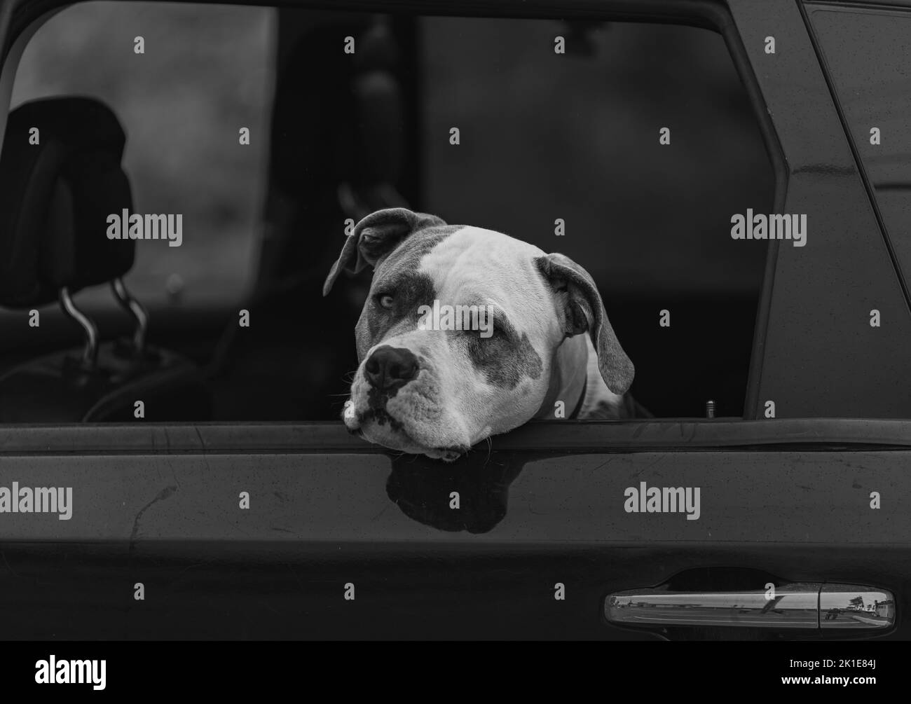 Cane American Pit Bull Terrier seduto in auto con finestra aperta. Chiudi uno di un cane in macchina. Nessuno, foto di strada, messa a fuoco selettiva Foto Stock