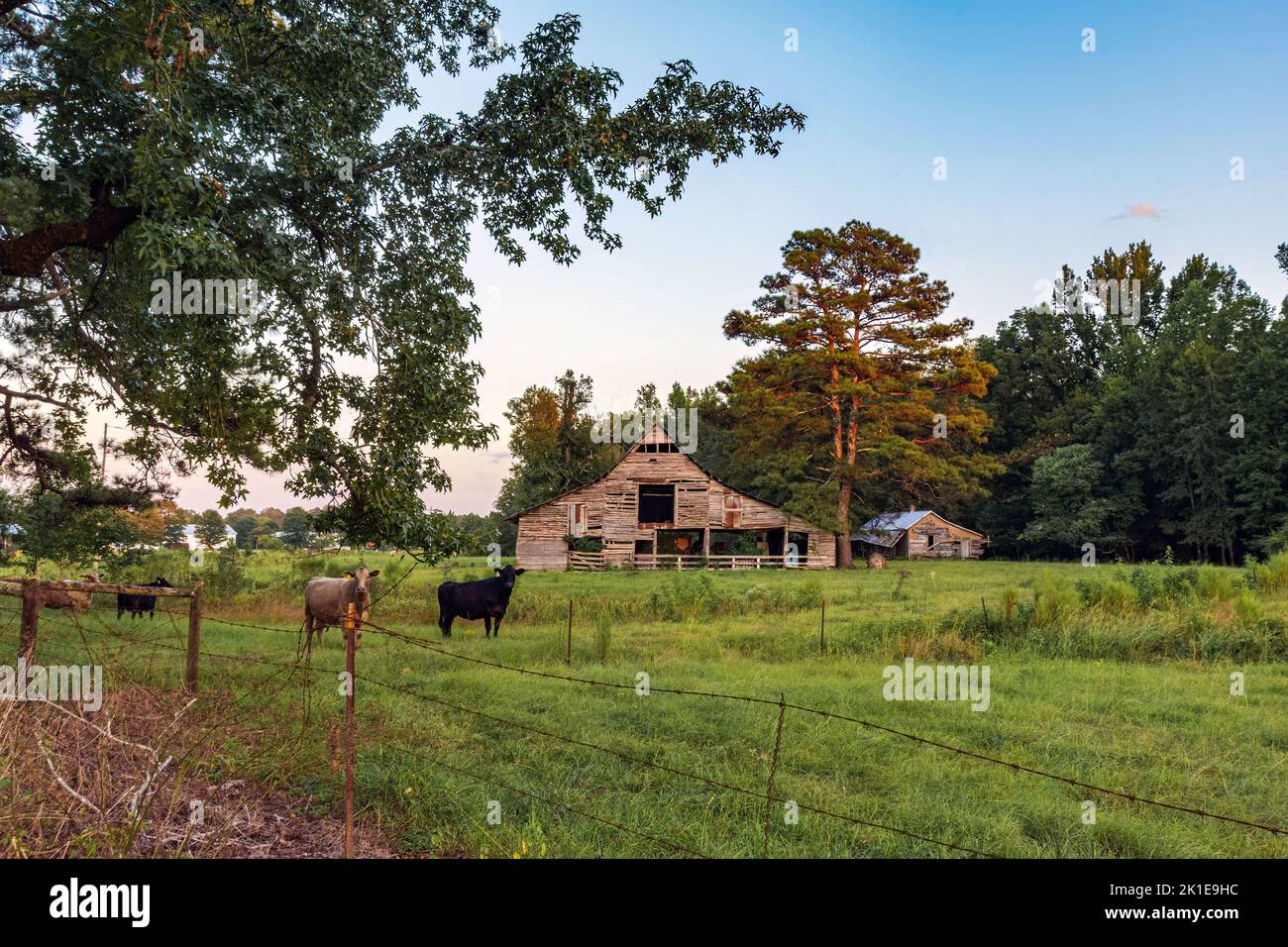 Paesaggio agricolo di bovini in un pascolo di fronte a un vecchio fienile stagionato al crepuscolo. Foto Stock