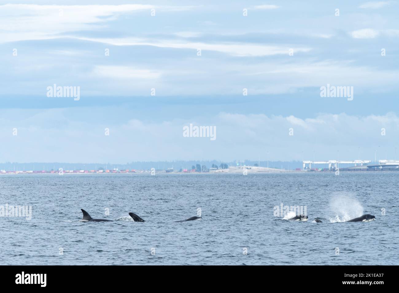 Una cialda di orche nuotano lungo lo stretto della Georgia con la costa canadese e i porti industriali sullo sfondo. Foto Stock