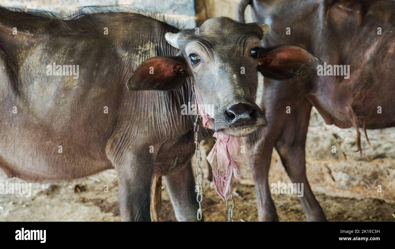 Cute baby bufalo acqua faccia primo piano. Primo piano della testa di bufalo di colore nero in india, asia. Foto Stock