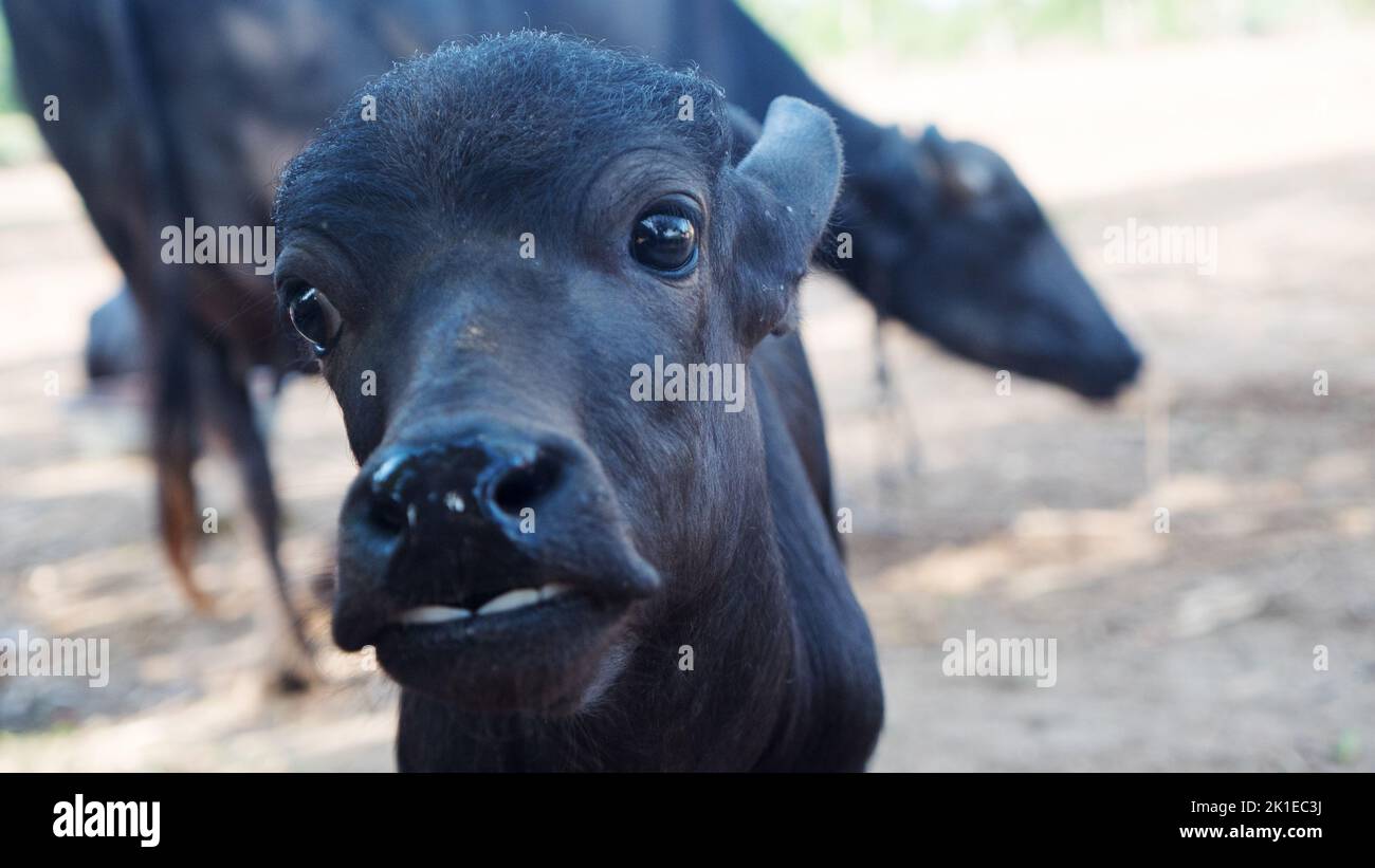 Cute baby bufalo acqua faccia primo piano. Primo piano della testa di bufalo di colore nero in india, asia. Foto Stock