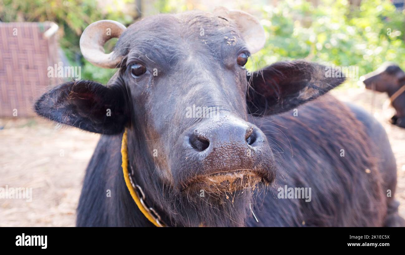 Bufalo d'acqua seduto in fattoria, faccia in primo piano. Bufalo d'acqua indiano nero Foto Stock