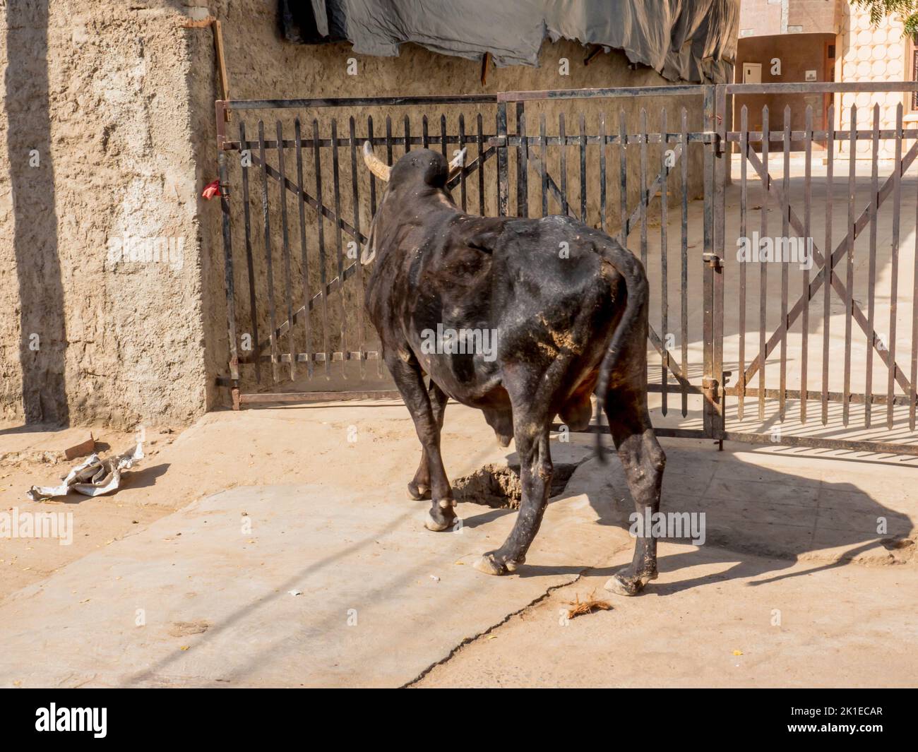 Black Bull Cow fuori casa cancello su Indian Rural Village Street in india. Foto Stock