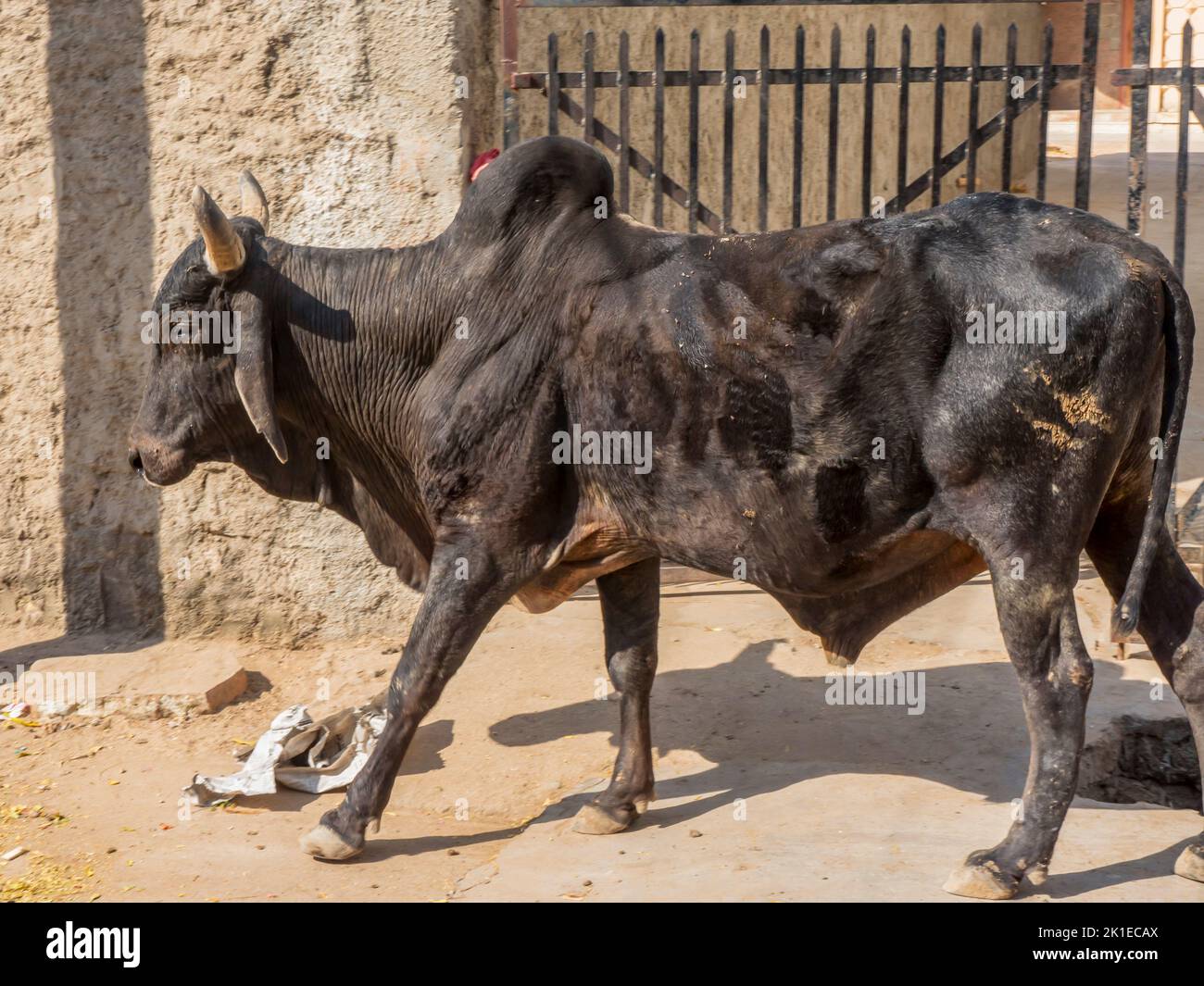 Black Bull Cow fuori casa cancello su Indian Rural Village Street in india. Foto Stock