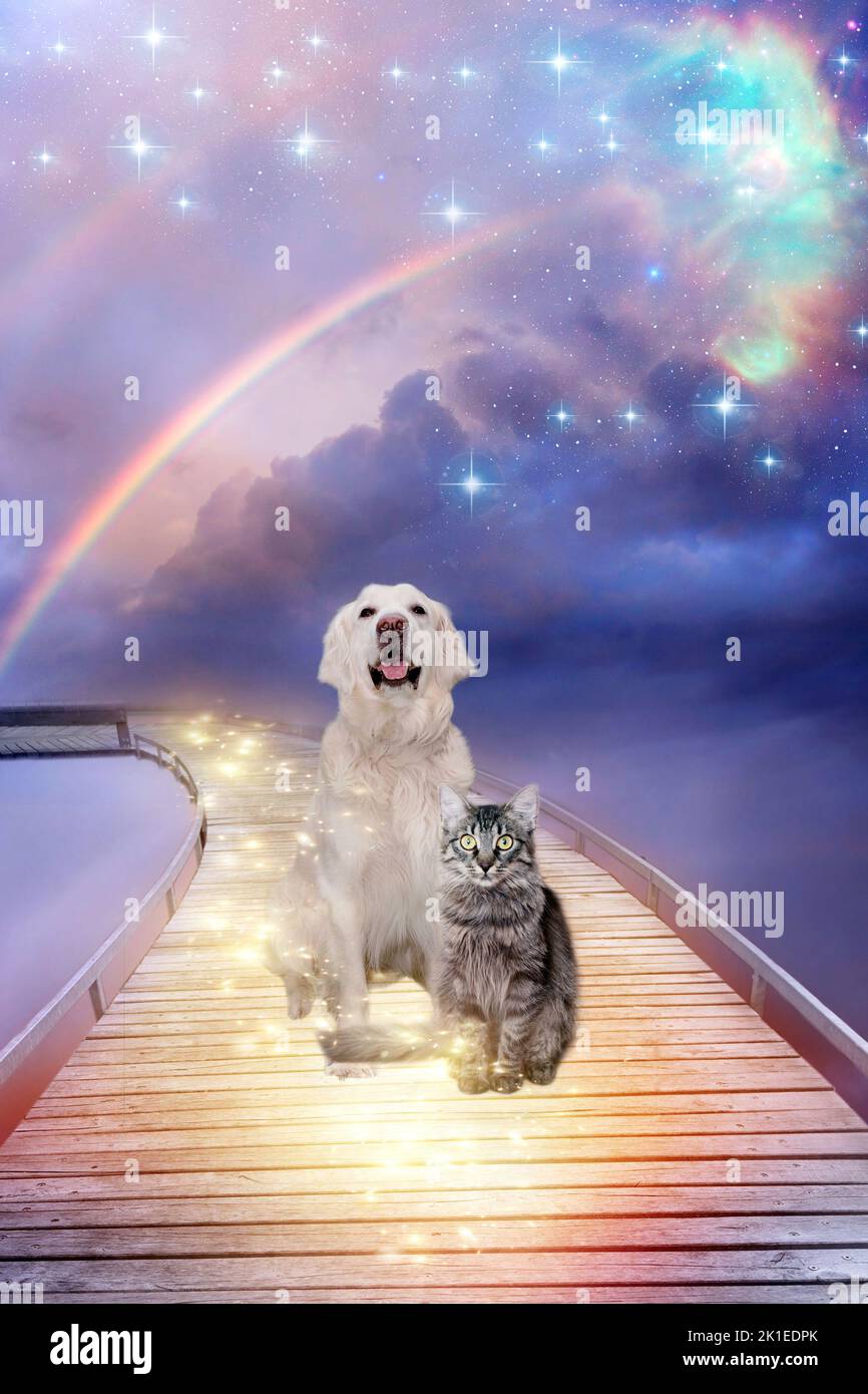 un ponte arcobaleno con cani e gatti come concetto di vita eterna e anima e paradiso per gli animali Foto Stock
