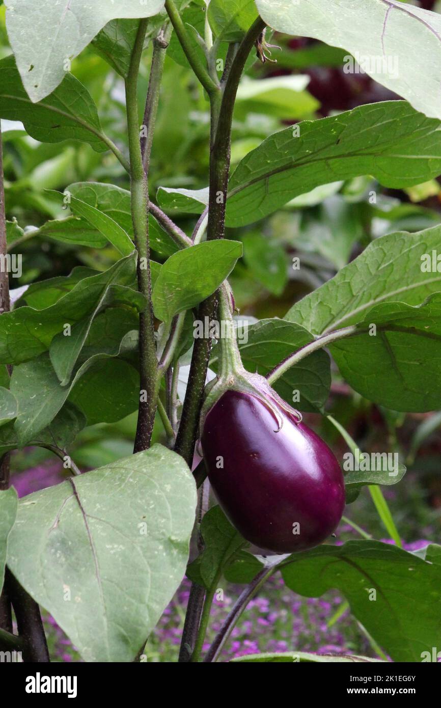 Frutto di melanzana sulla pianta Foto Stock