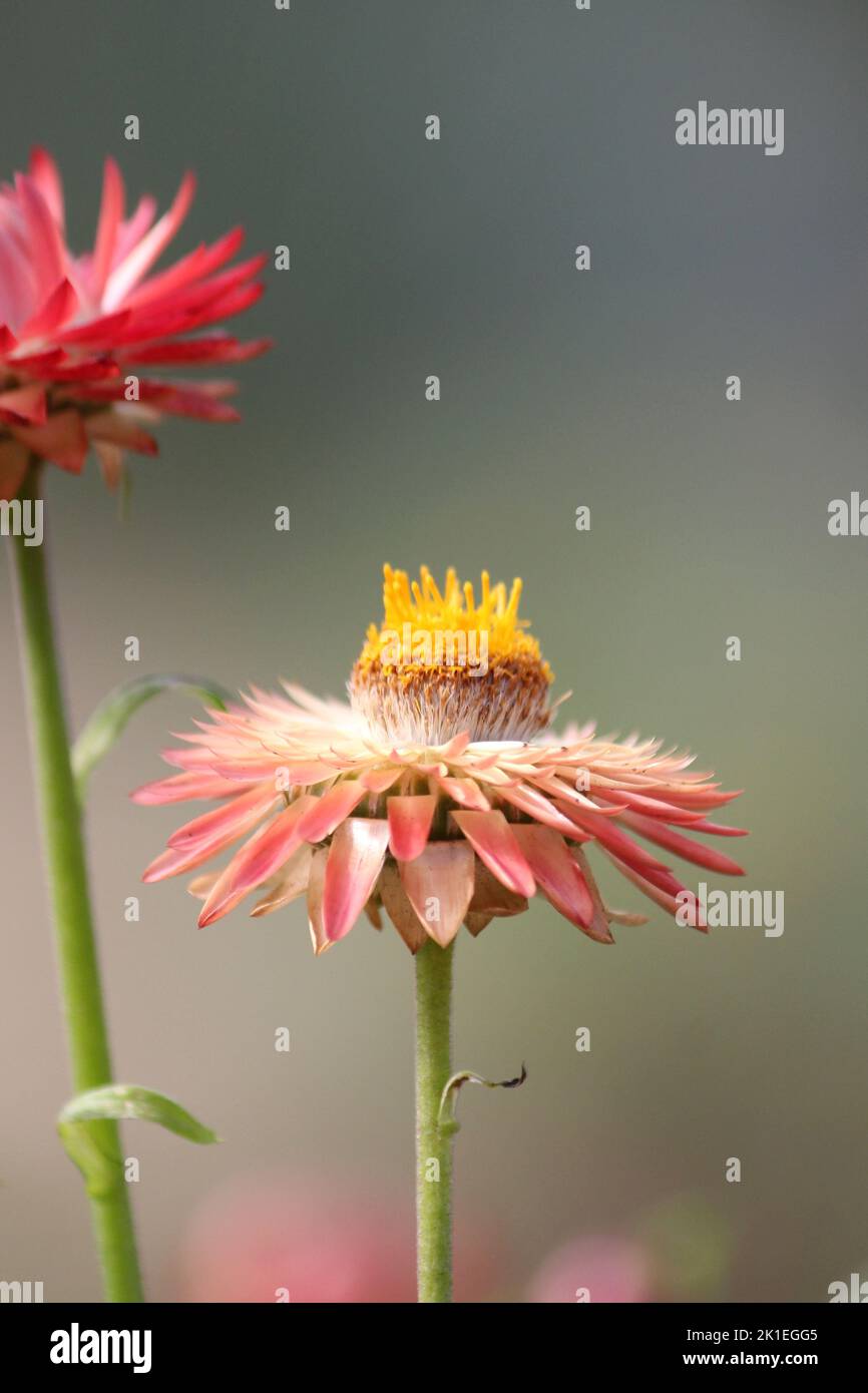 Helichrysum (fiore di paglia) Foto Stock