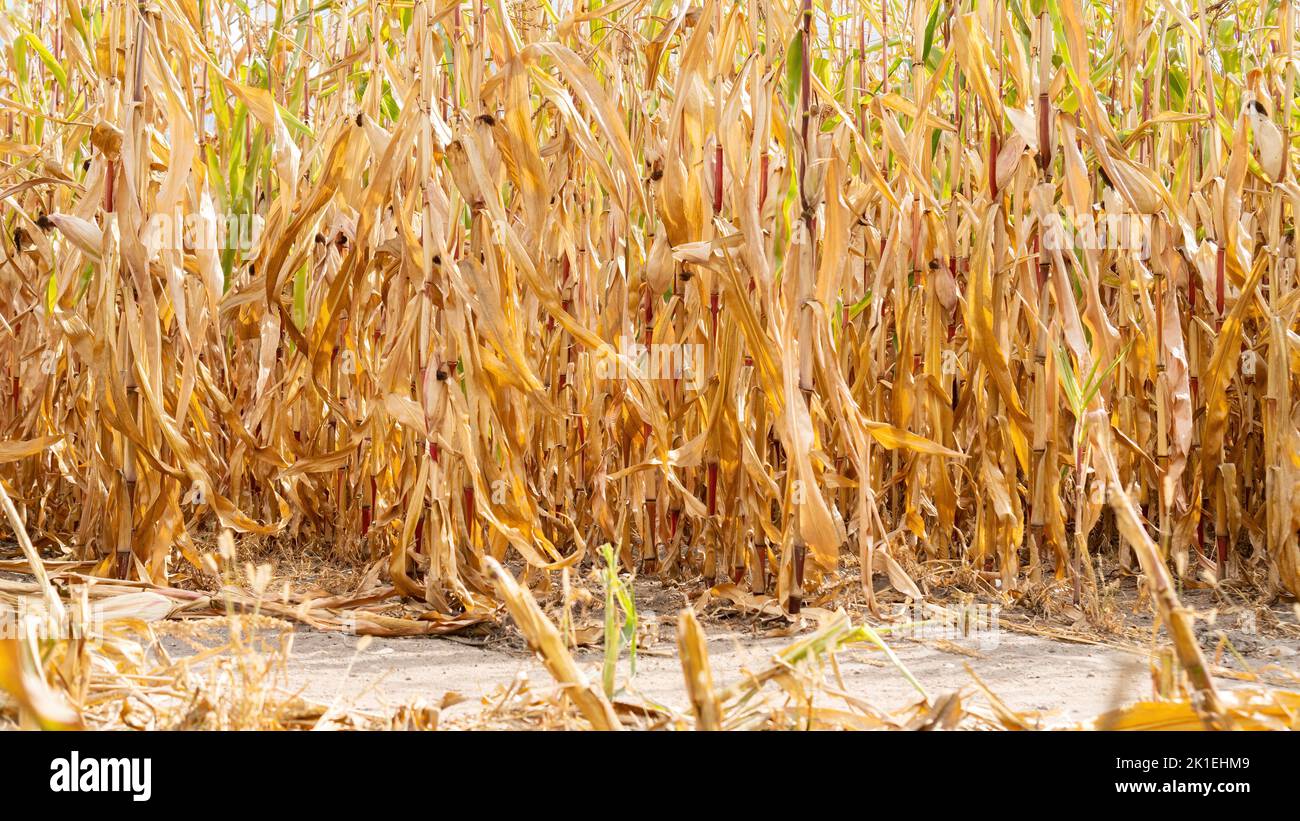 Raccolto di mais essiccato. Guasto del raccolto di mais dovuto al riscaldamento globale e a pratiche agricole improprie. Concetto di crisi alimentare. Terra asciutta su un campo del coltivatore dovuto Foto Stock