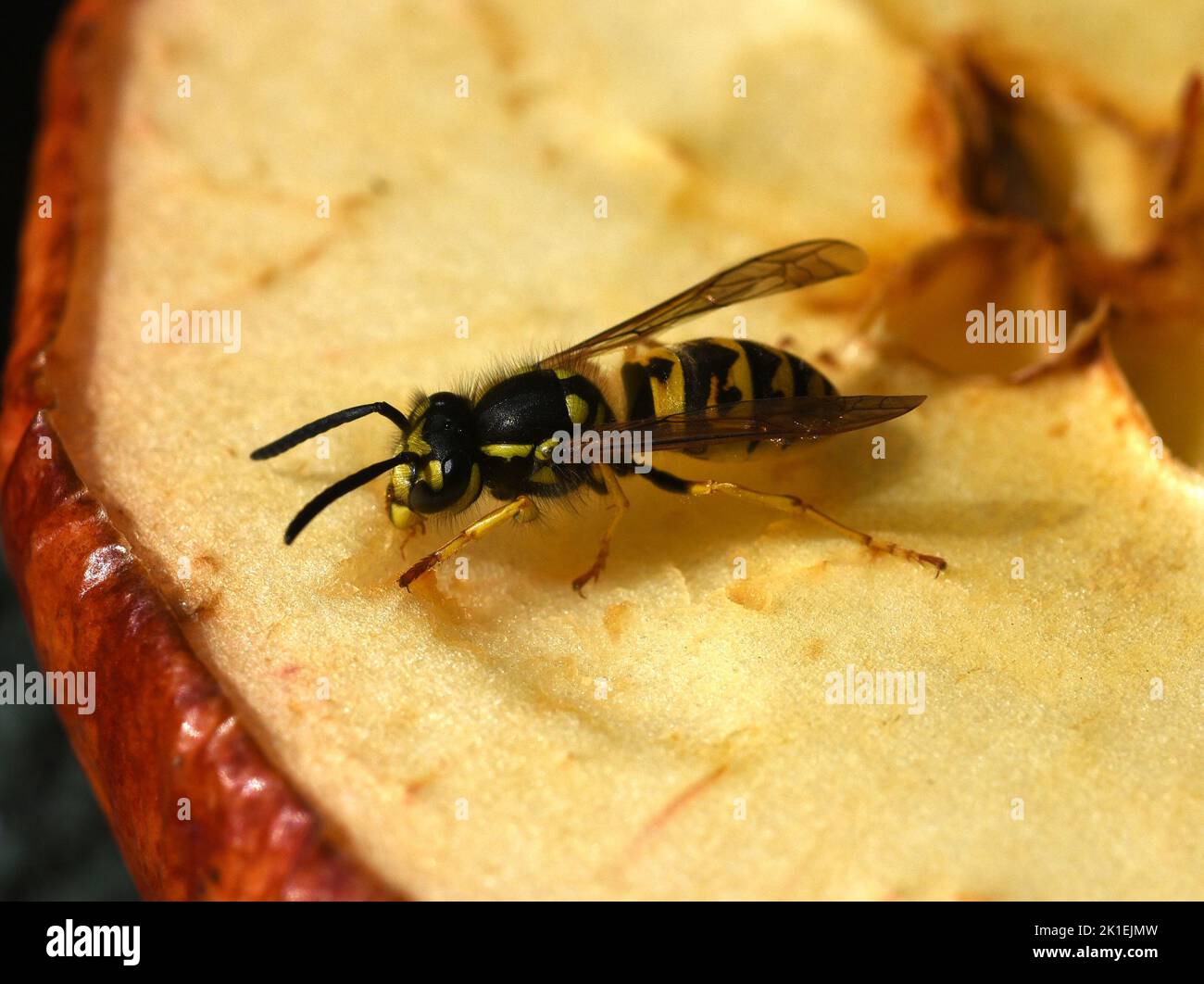 L'Hornet, Vespa crabro, è la più grande specie di vespa nativa ed è rigorosamente protetta. Foto Stock