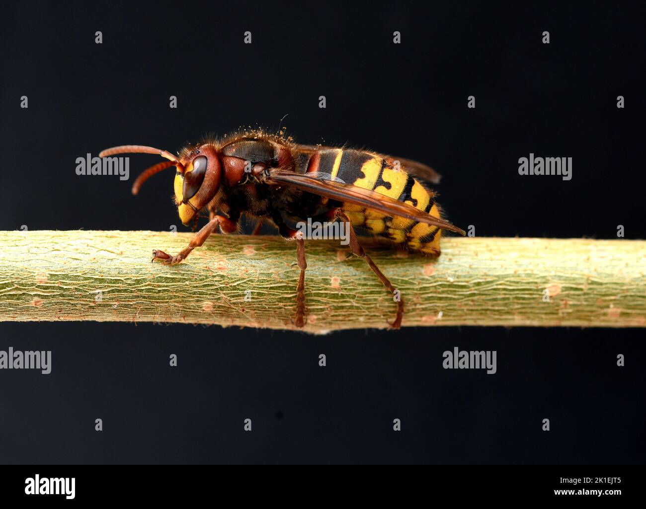 L'Hornet, Vespa crabro, è la più grande specie di vespa nativa ed è rigorosamente protetta. Foto Stock