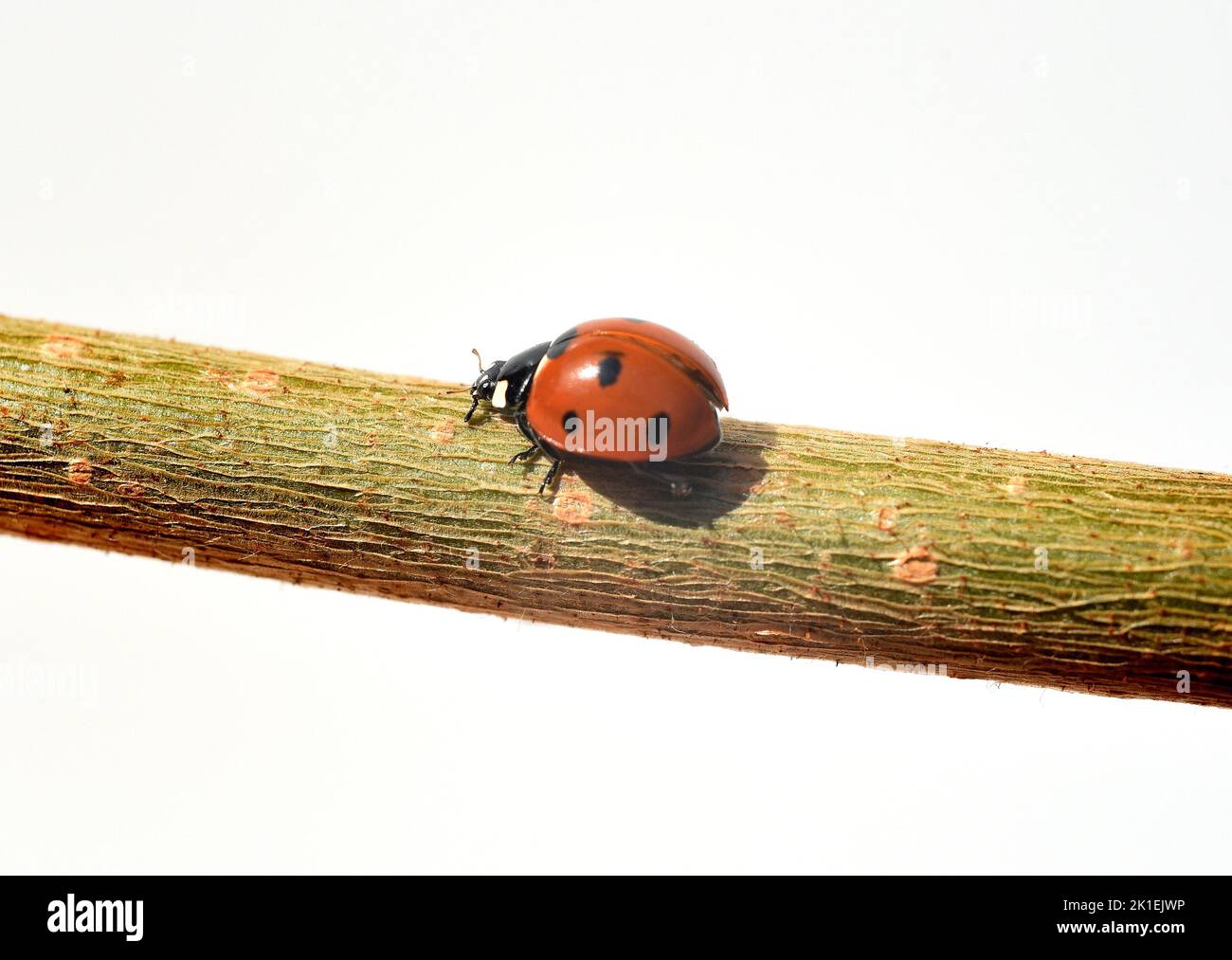 Ladybug, Coccinella semptempunctata, è un bel coleottero rosso con macchie nere. L'insetto è molto utile e mangia molti afidi. Foto Stock