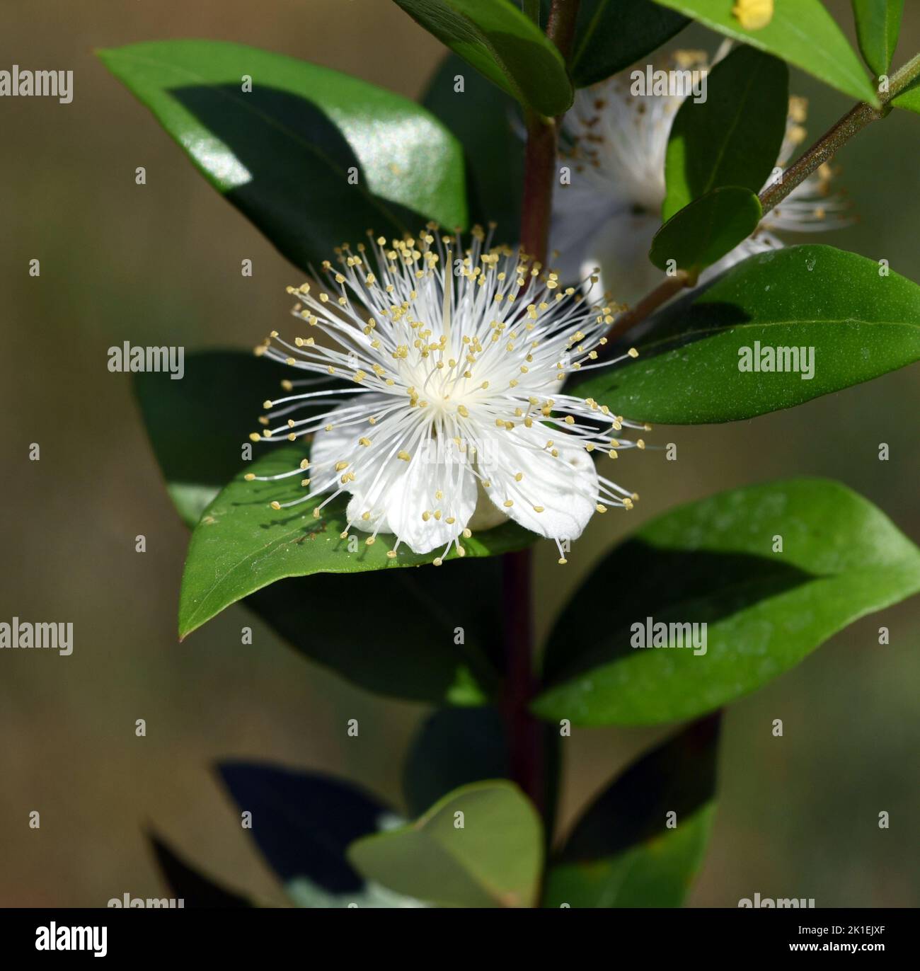 Myrtle, Myrtus communis, chiamato anche balsamo è un arbusto con bellissimi fiori bianchi. Si tratta di una pianta medicinale importante e di una pianta da giardino attraente. Foto Stock