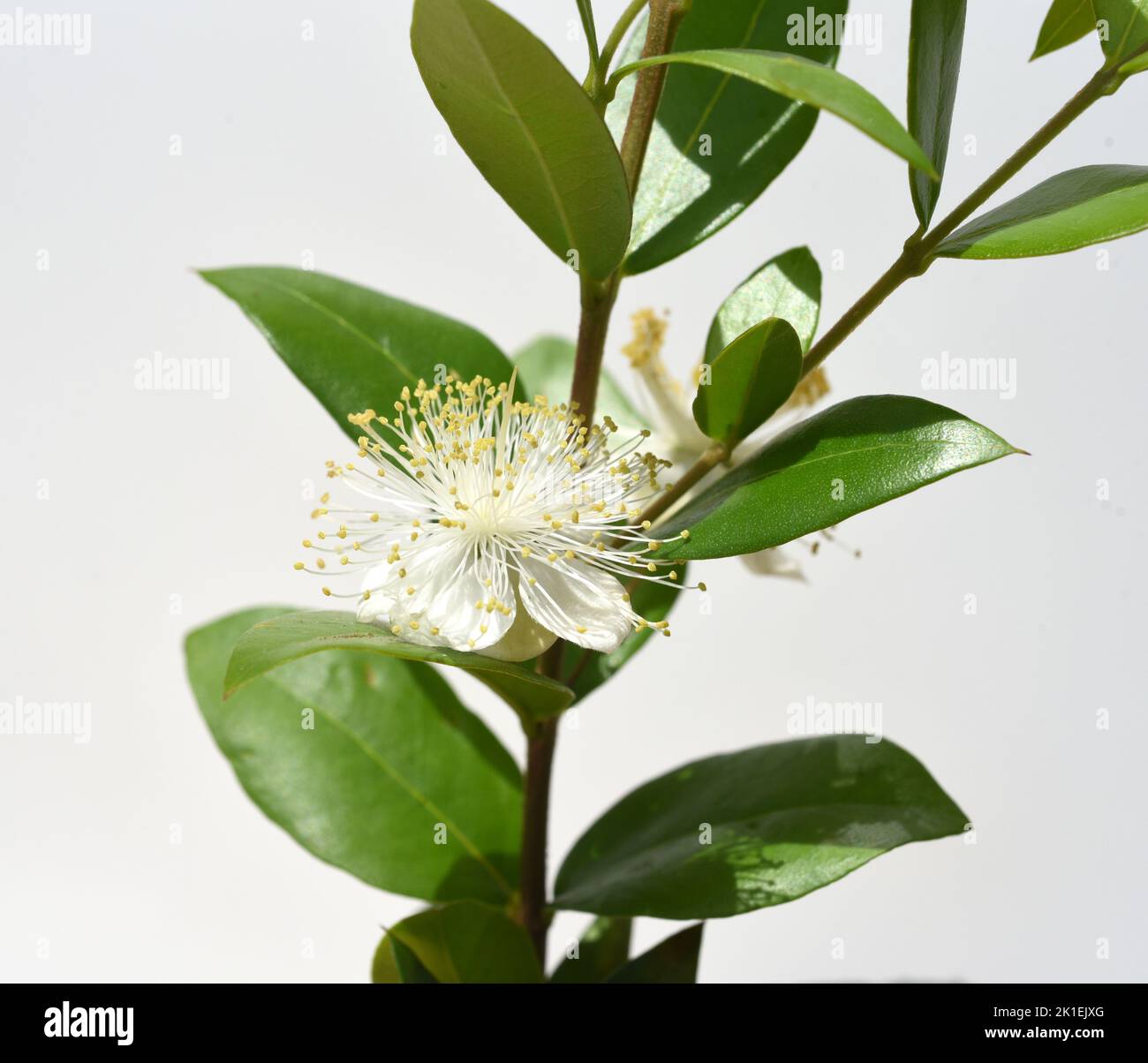 Myrtle, Myrtus communis, chiamato anche balsamo è un arbusto con bellissimi fiori bianchi. Si tratta di una pianta medicinale importante e di una pianta da giardino attraente. Foto Stock