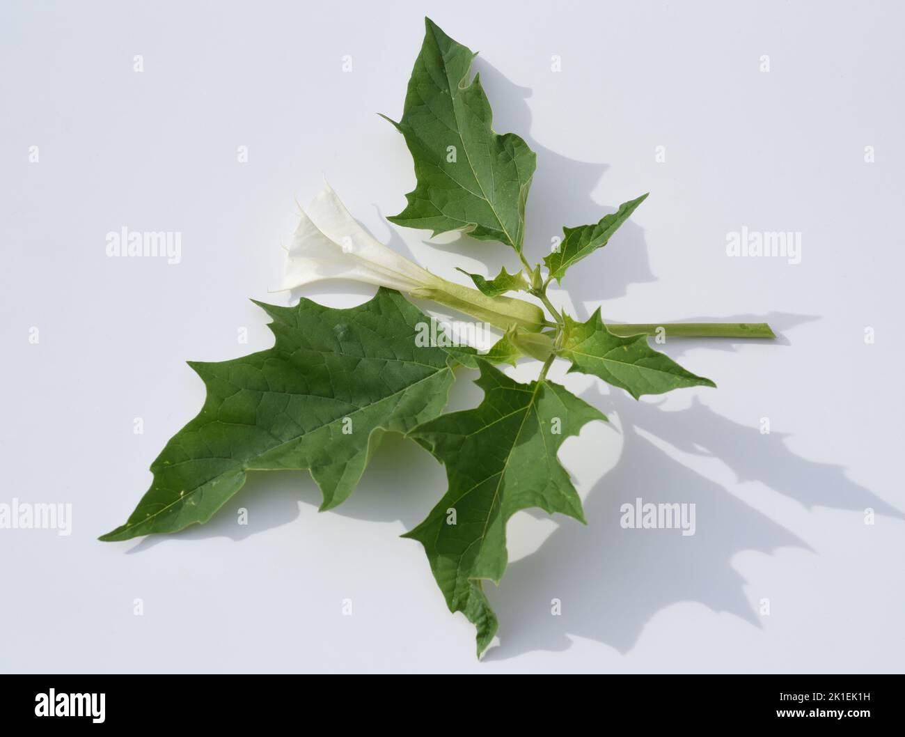 La mela di Thorn, Datura Stramonium è una pianta medicinale che è usata anche in medicina. Foto Stock