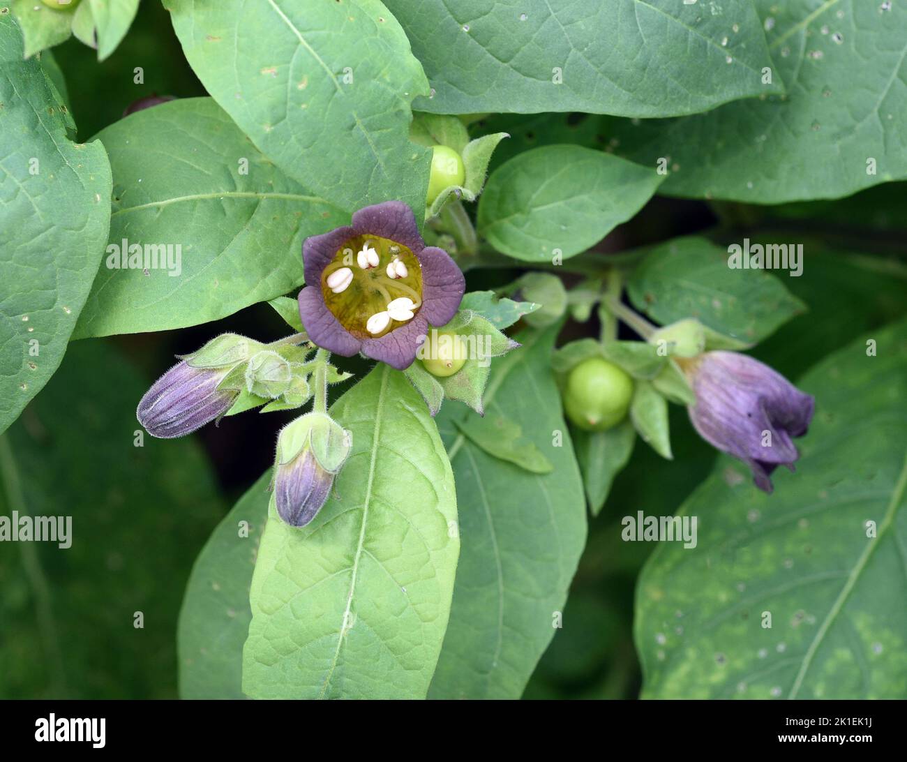 Deadly Nightshade, Atropa bella-donna, ha bacche nere ed è una pianta velenosa e medicinale. Foto Stock