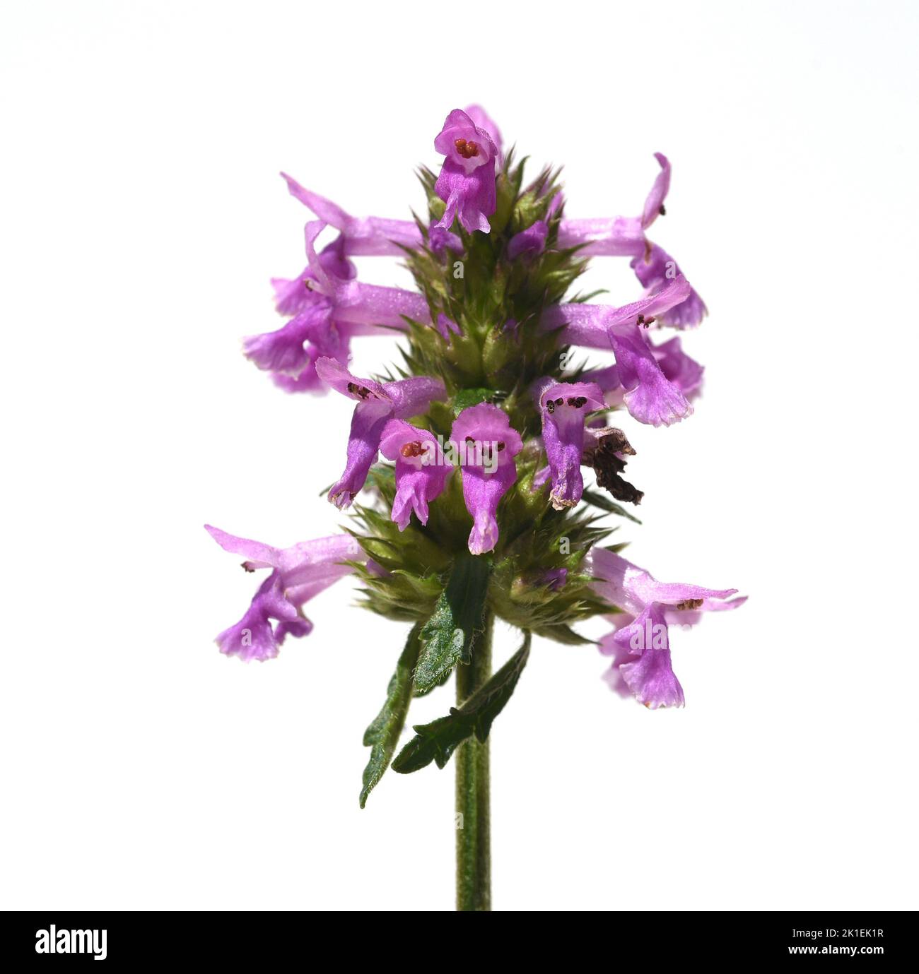 Ziest, Stachys officinalis è un'importante pianta medicinale con fiori viola. Foto Stock