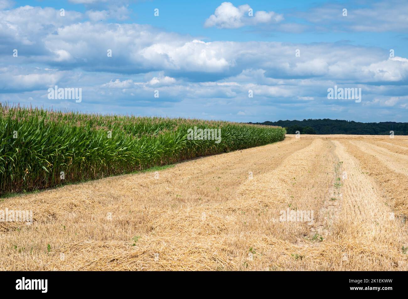 Campi di grano Golden raccolti nella campagna di Wallon intorno a Grez-Doiceau, Belgio Foto Stock
