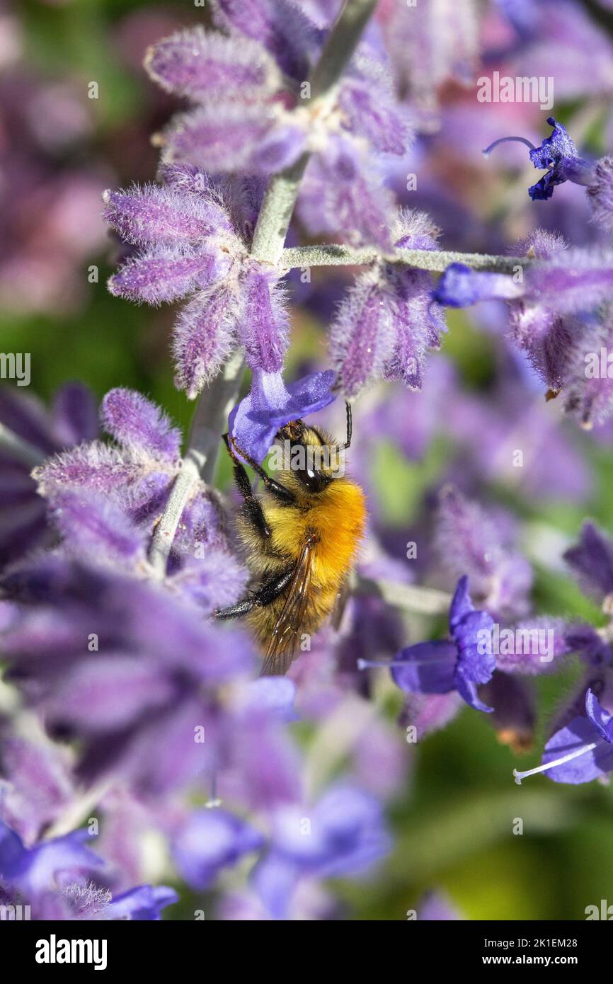 Piccola ape sulla salvia russa Perovskia 'Blue spire' (Salvia Blue spire ) Foto Stock