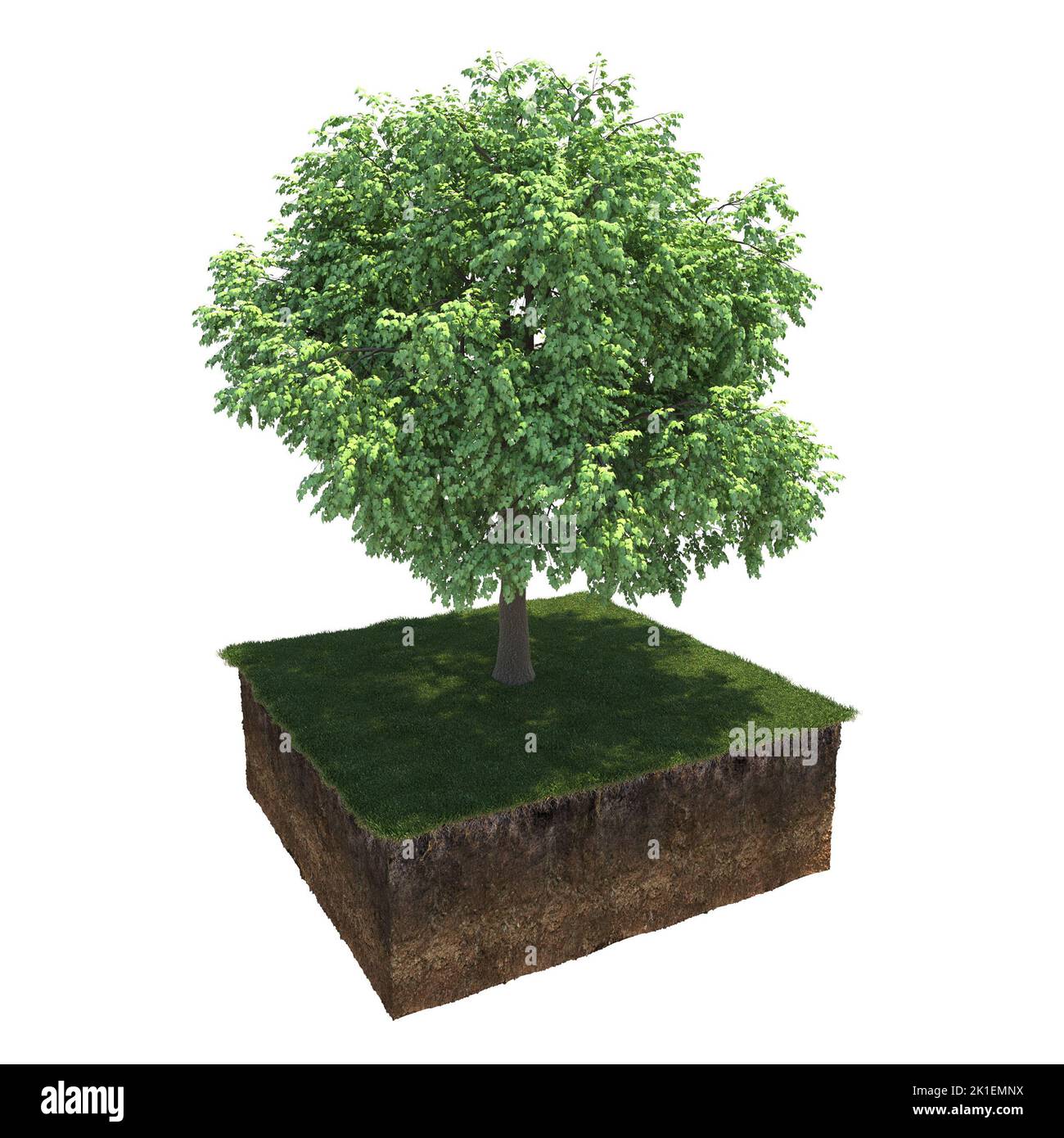 albero sull'erba e una fetta di terreno sotto di esso, 3d render Foto Stock