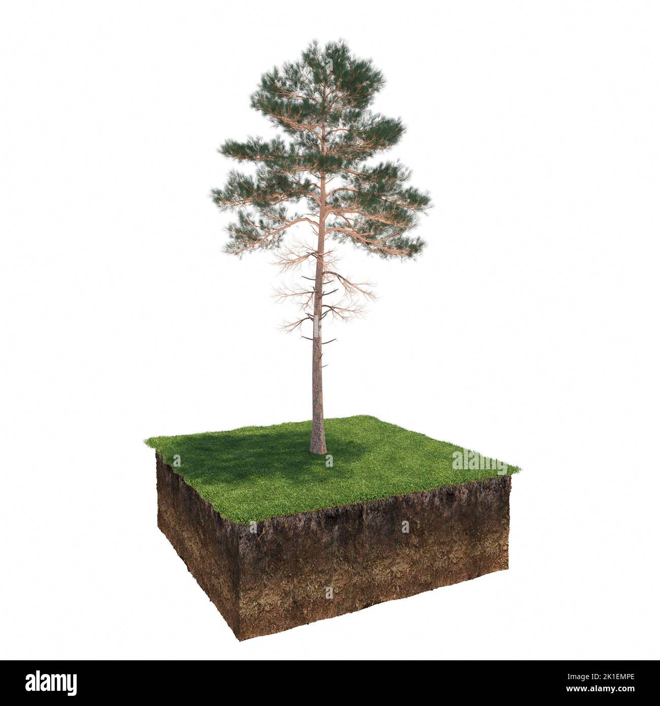 albero sull'erba e una fetta di terreno sotto di esso, 3d render Foto Stock