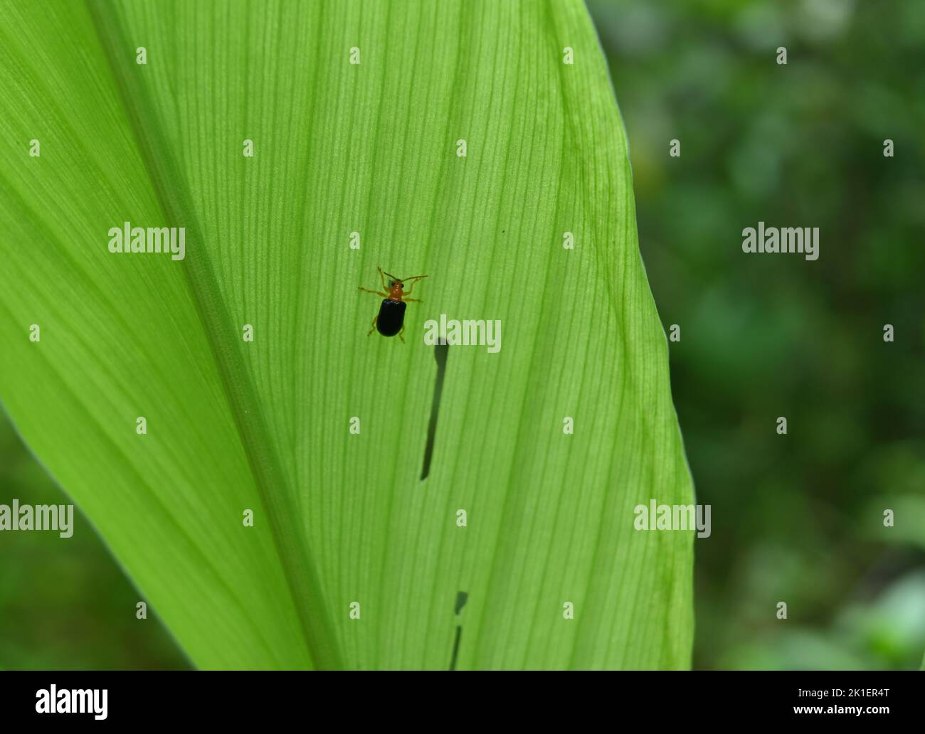 Un insetto di coleottero arancione con ali nere sta mangiando una foglia di curcuma (Curcuma Longa), vista dalla parte posteriore della foglia Foto Stock