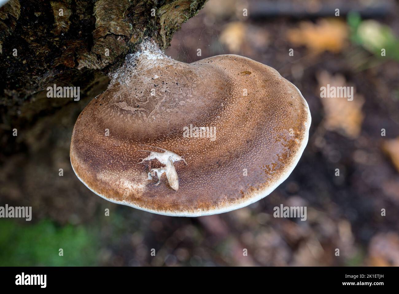 Betulla Poliporo, Piptoporus betulinus, bretone maturo su betulla argentata, Norfolk, ottobre Foto Stock