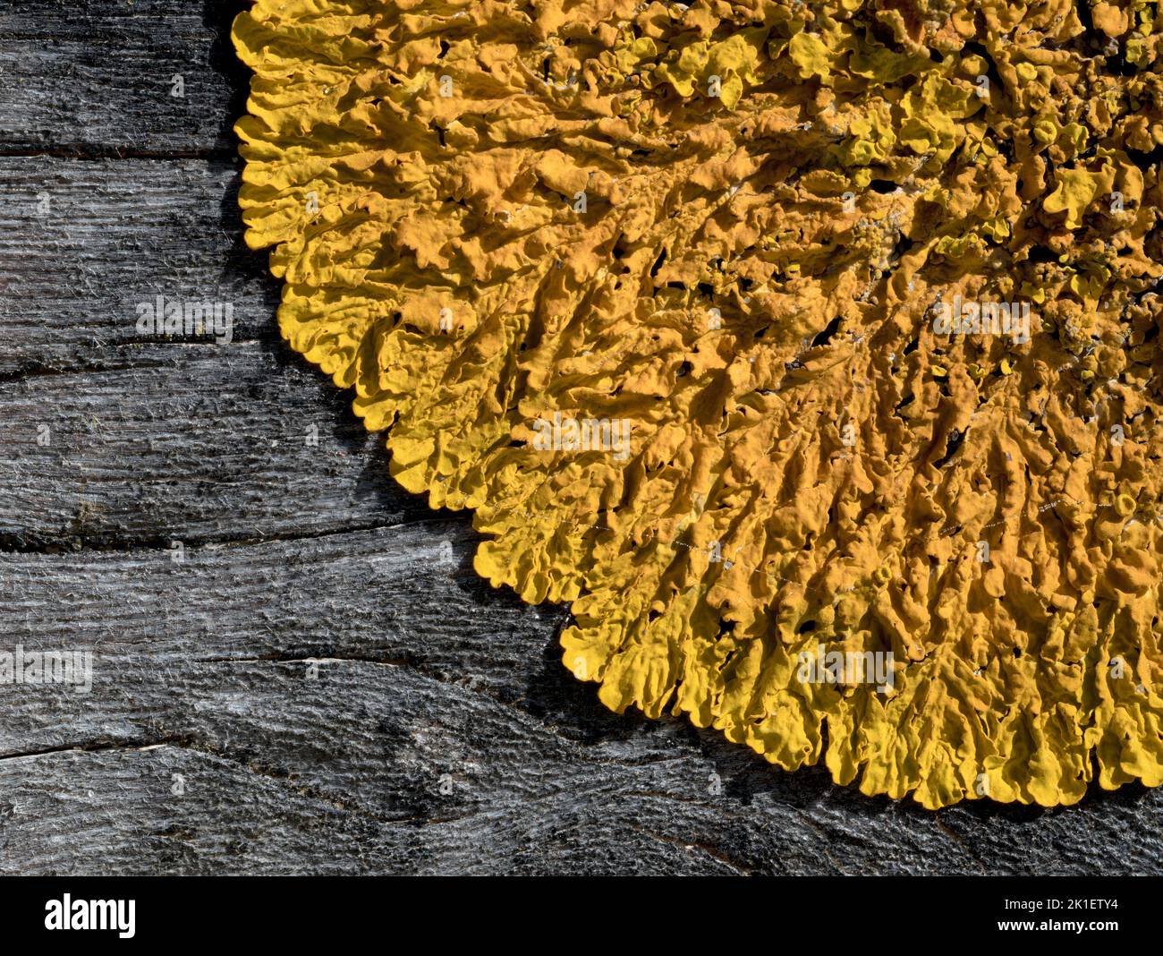 Il lichen marittimo del Sunburst, Xanthoria parietina, sviluppantesi sul groynes Norfolk, marzo Foto Stock