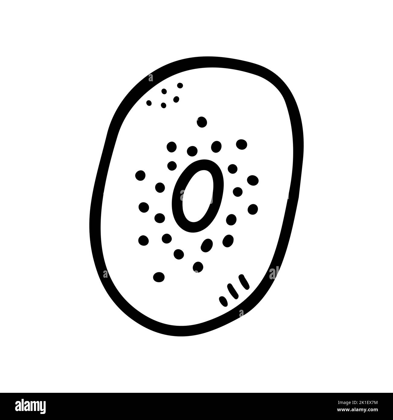 Koodle kiwi tropicale. Frutta esotica naturale fresca disegnata a mano isolata su sfondo bianco. Delineare sano cibo vegetariano, vitamina, delizioso biologico Illustrazione Vettoriale