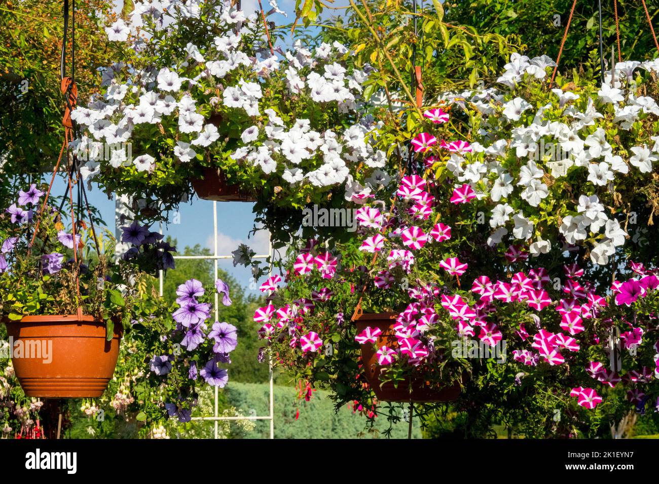 Petunia Surfinia appeso, Basket, fine estate, Surfinias, Petunias, Piante Foto Stock