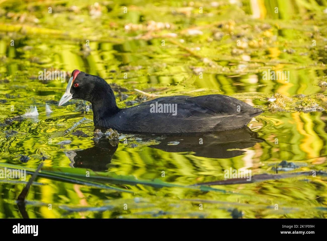 Coot rosso-knobbed, Coot crested, (Fulica cristata) lago d'acqua dolce, Andalucia, Spagna meridionale. Foto Stock