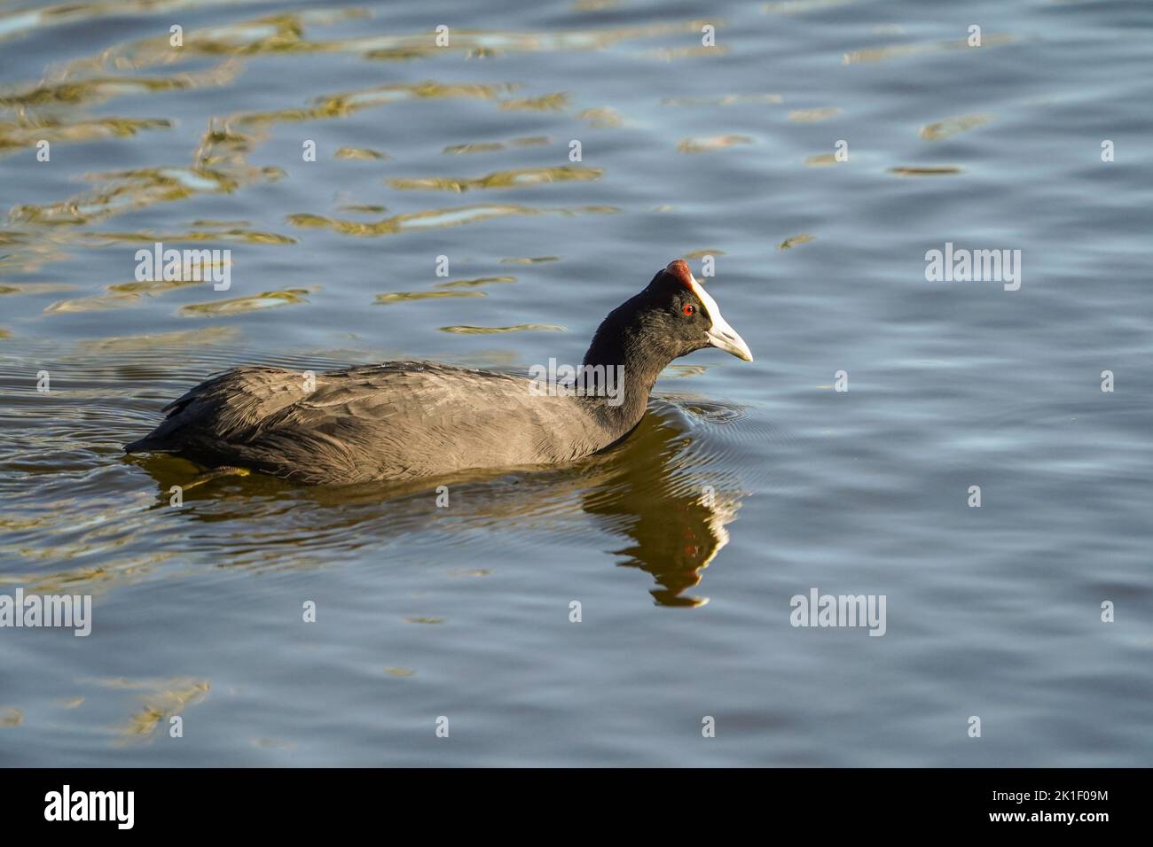 Coot rosso-knobbed, Coot crested, (Fulica cristata) lago d'acqua dolce, Andalucia, Spagna meridionale. Foto Stock
