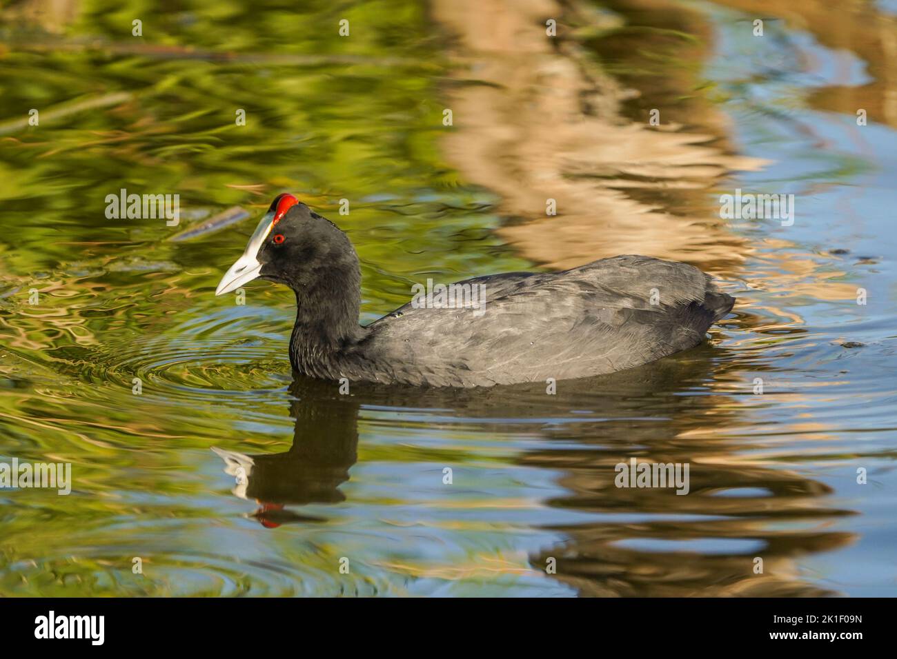 Coot rosso-knobbed, Coot crested, (Fulica cristata) lago d'acqua dolce, Andalucia, Spagna meridionale. Foto Stock