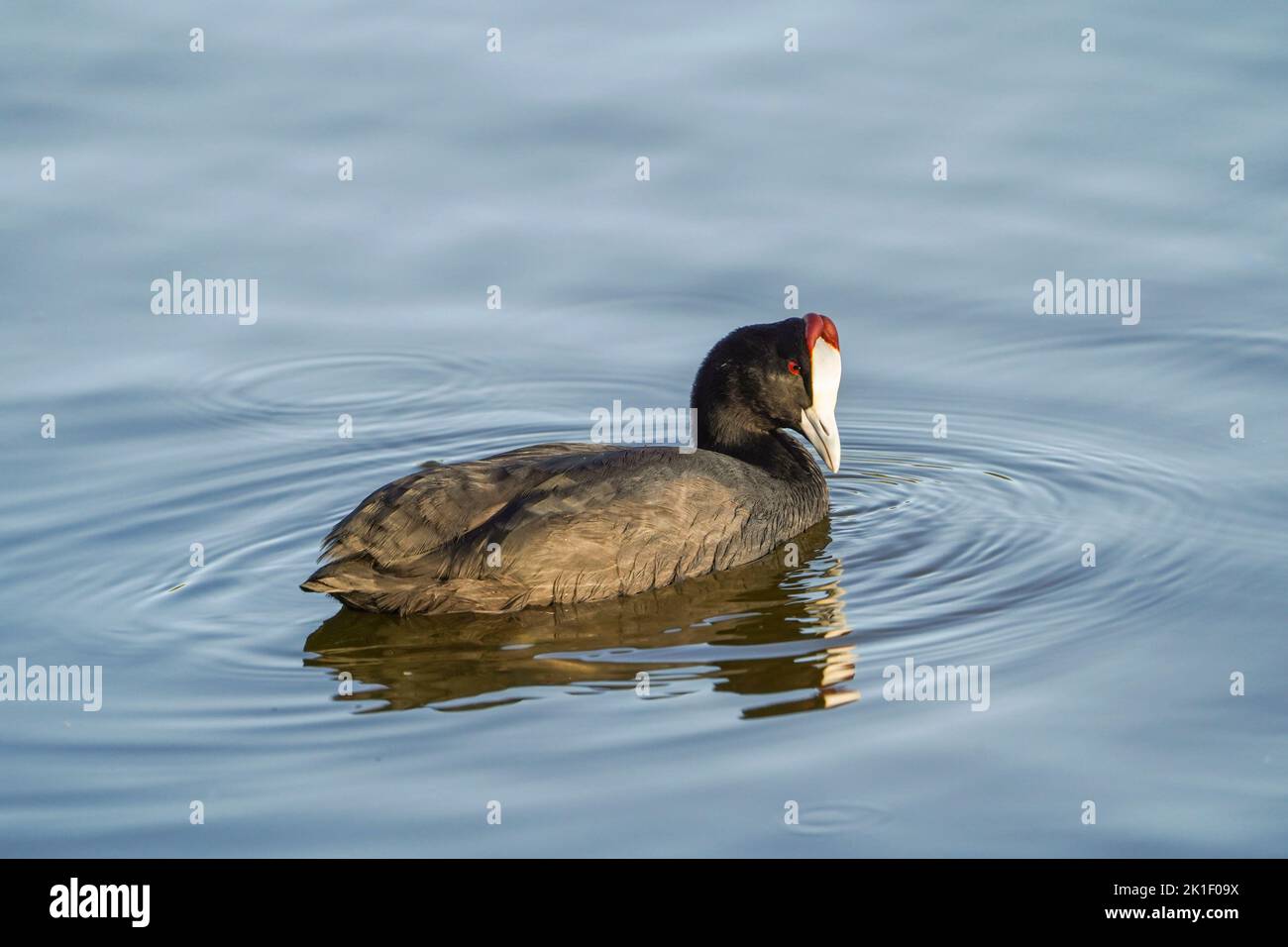 Coot rosso-knobbed, Coot crested, (Fulica cristata) lago d'acqua dolce, Andalucia, Spagna meridionale. Foto Stock