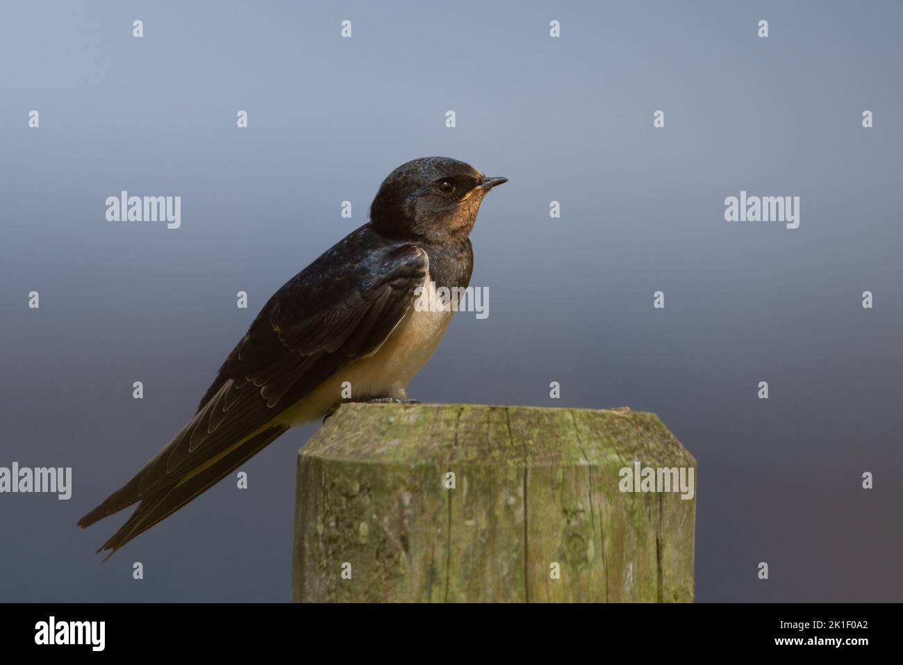 Swallow (Hirundo rustica) fare una pausa alla RSPB Loch Leven Nature Reserve, Scozia. Foto Stock