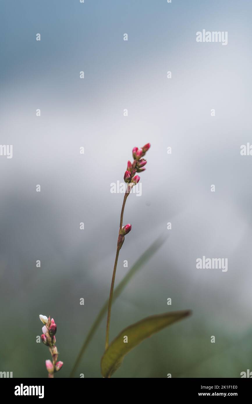 Un primo piano verticale di una smartweed pallida su uno sfondo sfocato Foto Stock
