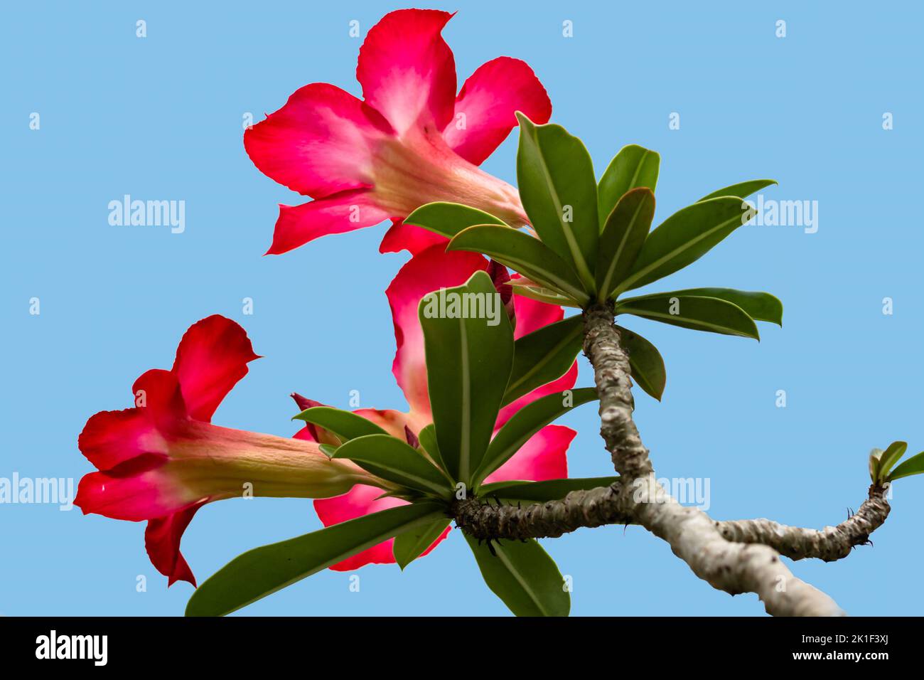 I gambi di fiori di Adenium che stanno fiorendo sono rossi e rosa con le foglie verdi fresche, isolati su uno sfondo blu Foto Stock