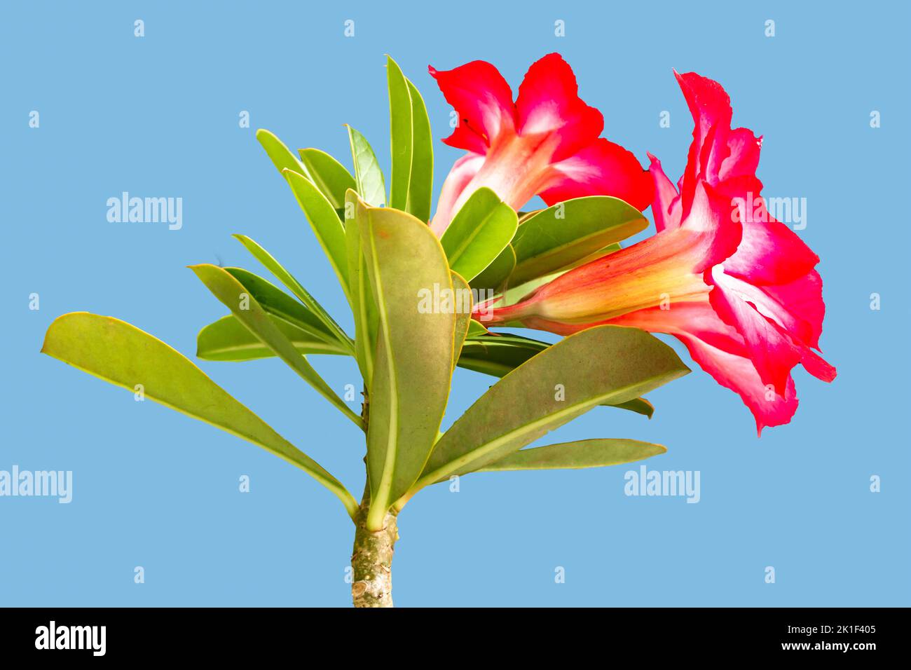 I gambi di fiori di Adenium che stanno fiorendo sono rossi e rosa con le foglie verdi fresche, isolati su uno sfondo blu Foto Stock