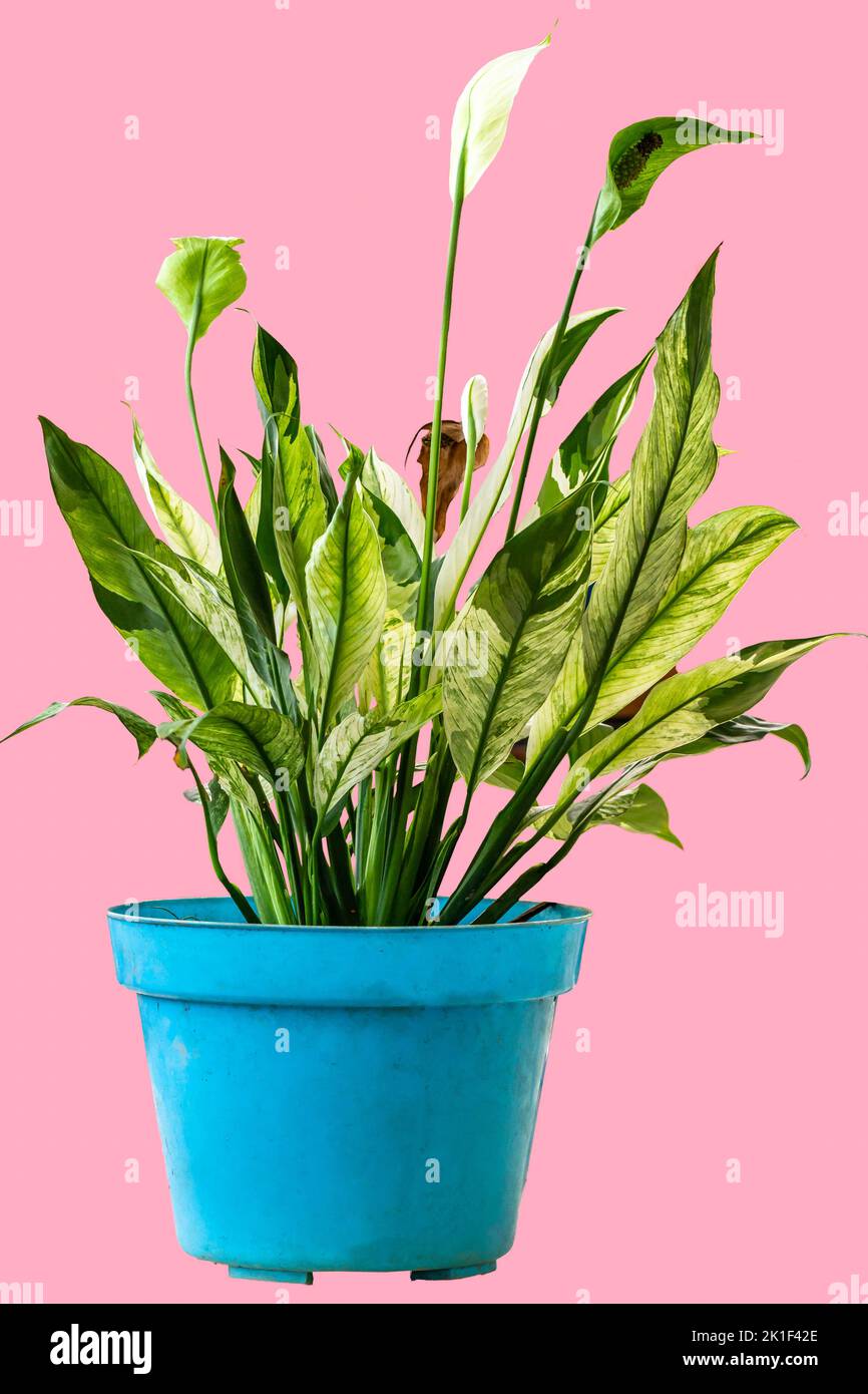 Lussureggiante pianta ornamentale sempreverde cinese con una combinazione di foglie bianche e verdi in una pentola blu, isolata su uno sfondo rosa Foto Stock
