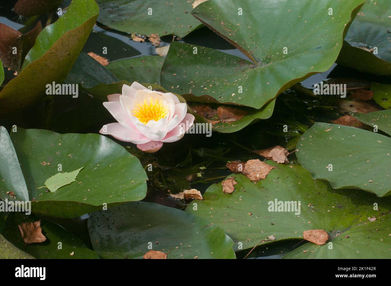 Gigli d'acqua bianca circondati da foglie sulla superficie dell'acqua Foto Stock
