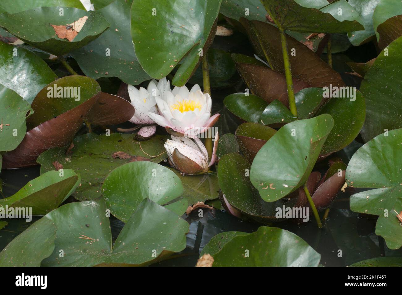 Gigli d'acqua bianca circondati da foglie sulla superficie dell'acqua Foto Stock