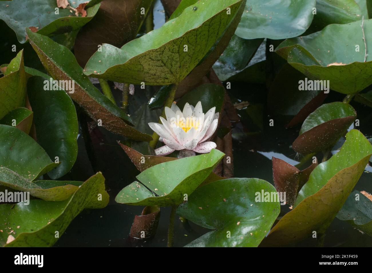 Gigli d'acqua bianca circondati da foglie sulla superficie dell'acqua Foto Stock