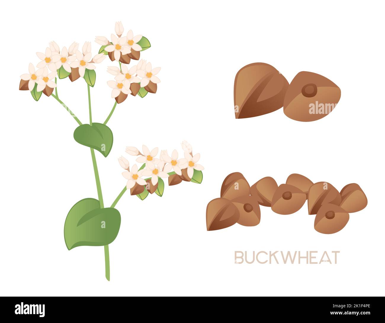 Pianta agricola di grano saraceno con fiori di fiore e fusto verde di coltura di cereali illustrazione vettore isolato su sfondo bianco Illustrazione Vettoriale